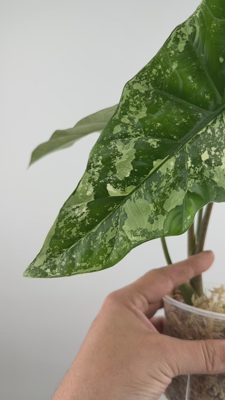 Alocasia Simpo Albo Variegated Mother Plant