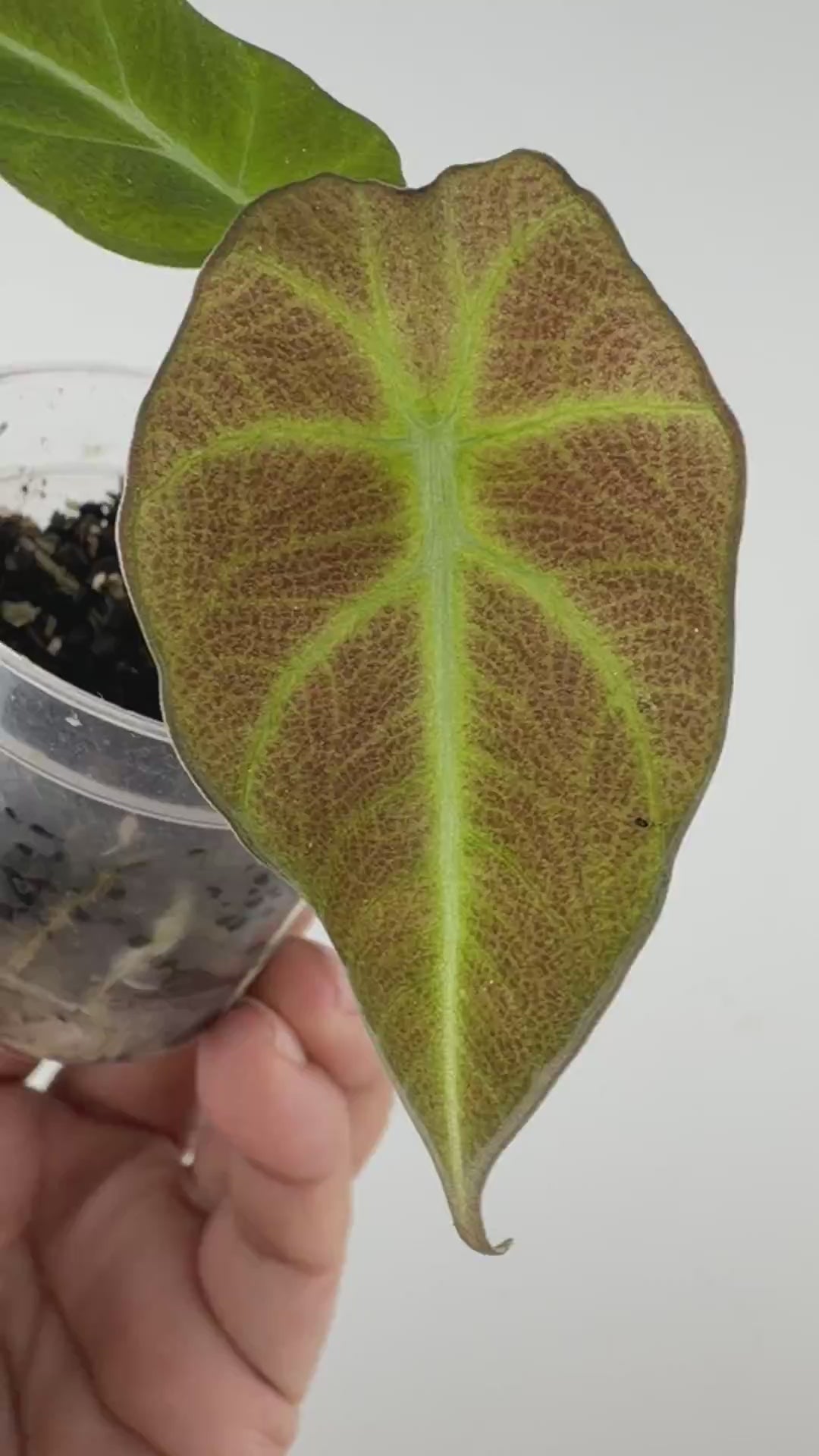 Alocasia Black Velvet Mutation Pink To Mint Variegated — video of the exact plant