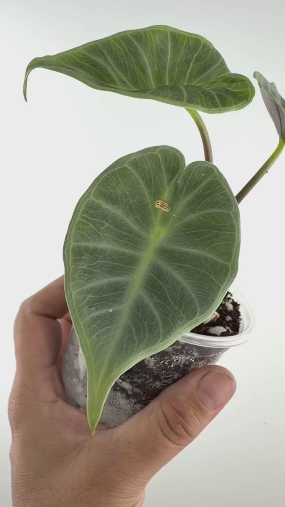 Alocasia Crystal