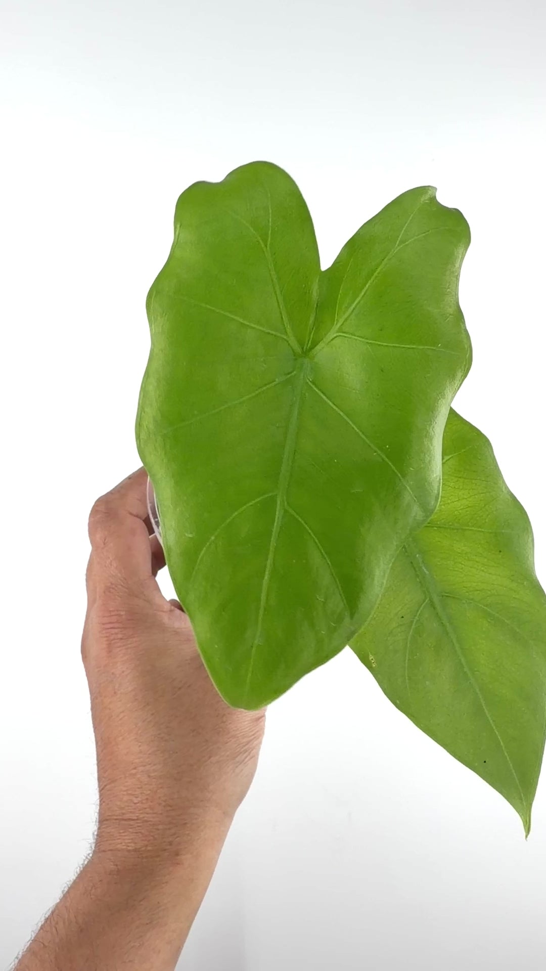Alocasia Manta Ray Hybrid (Batwing X Macrorrhiza)