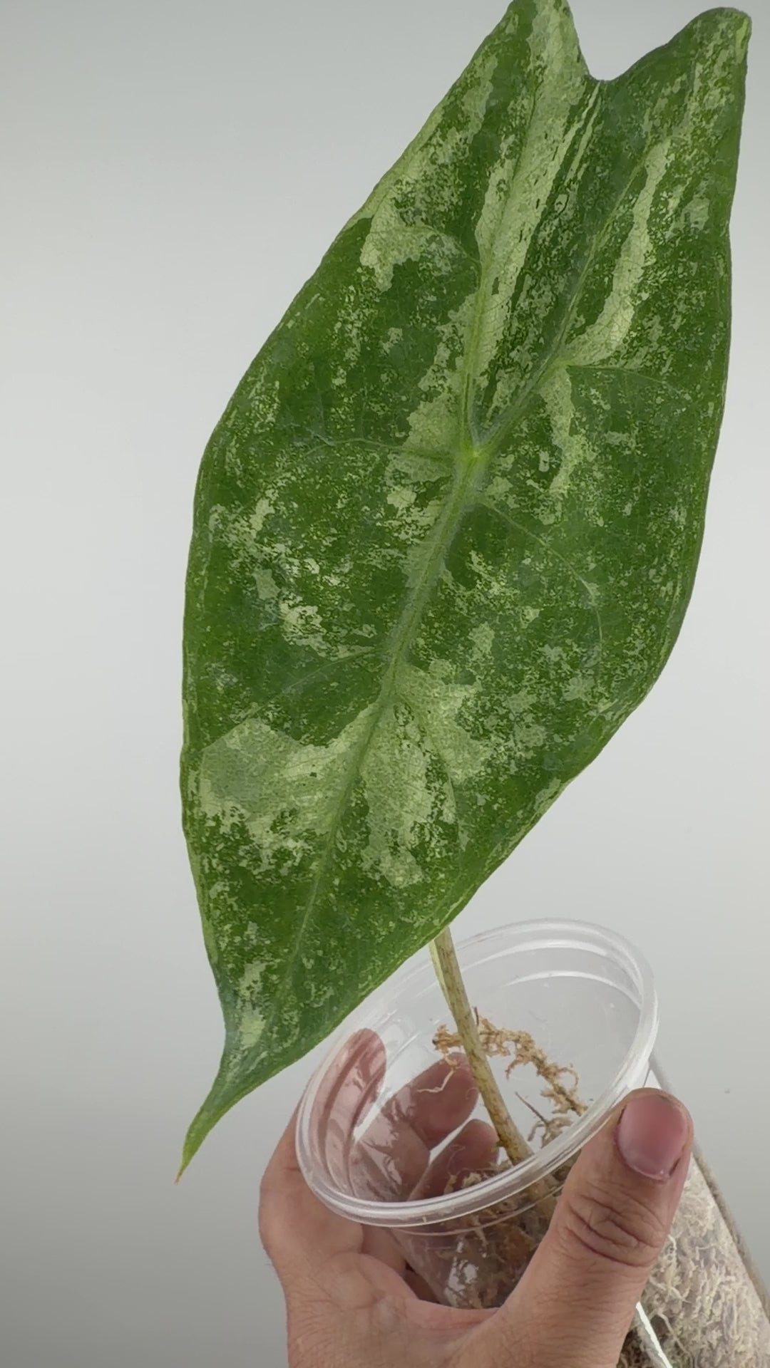 Alocasia Longiloba "Borneo" Albo Variegated Wild Form