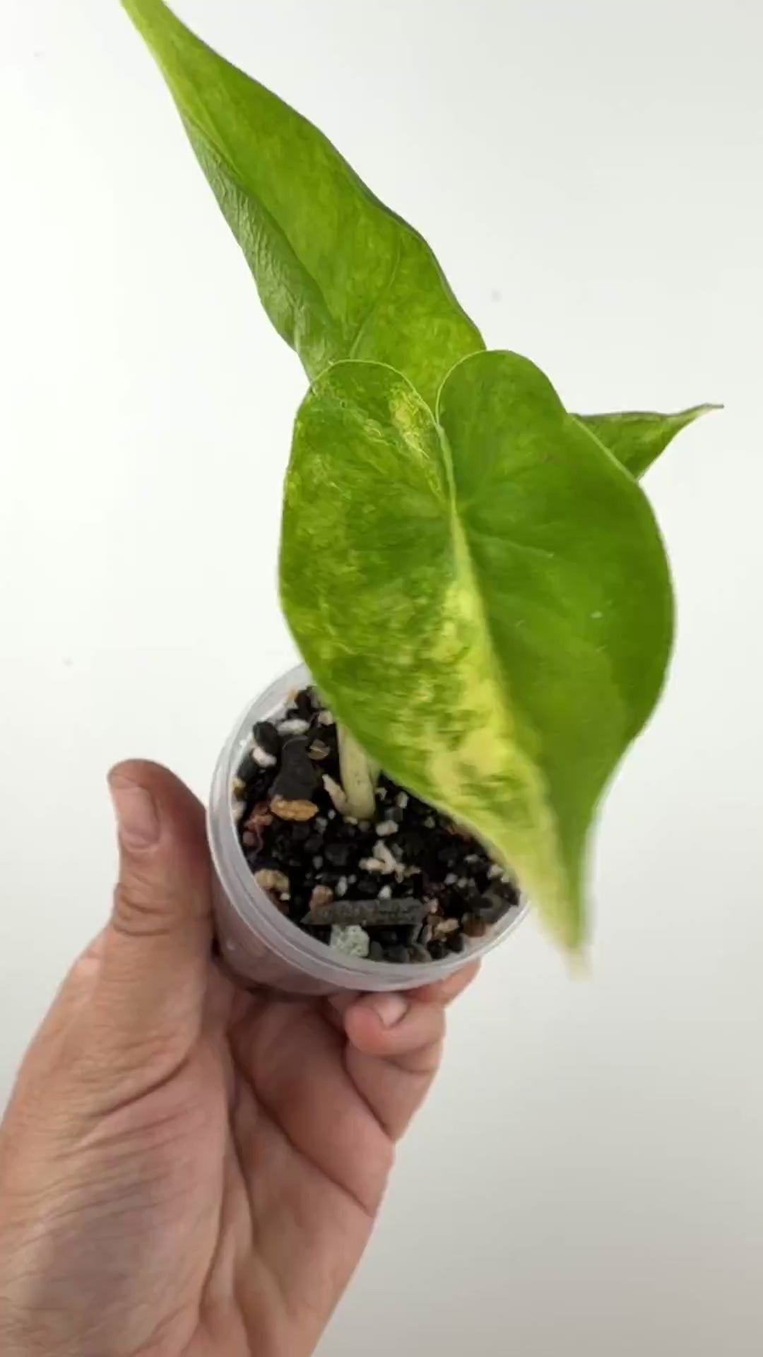 Video of the exact Alocasia Shock Treatment Aurea Variegated #2
