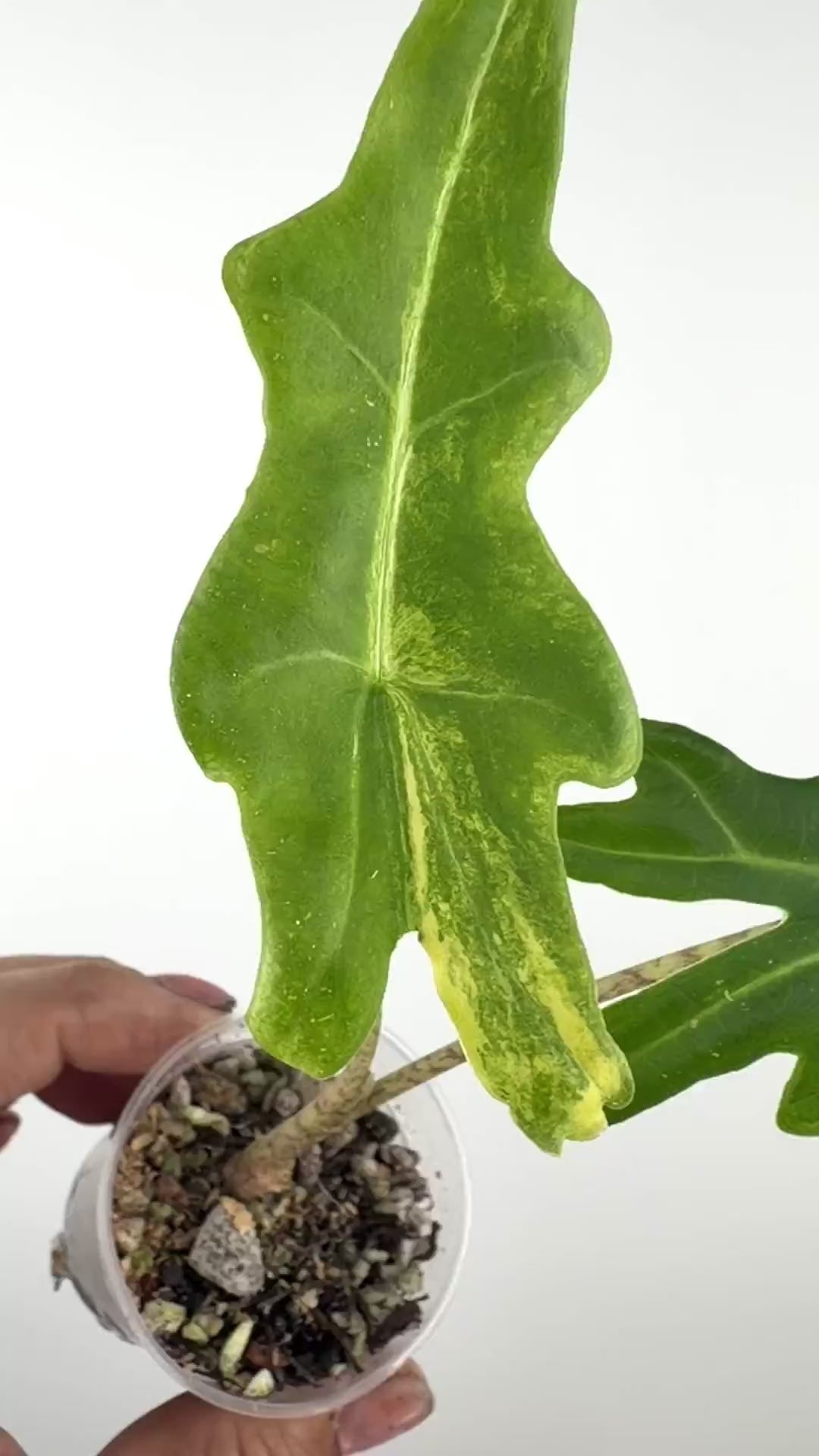 Alocasia Portei Aurea Variegated