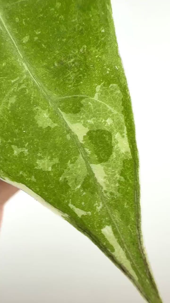 Video of the exact Alocasia Longiloba Night Sky Albo Mutation Variegated