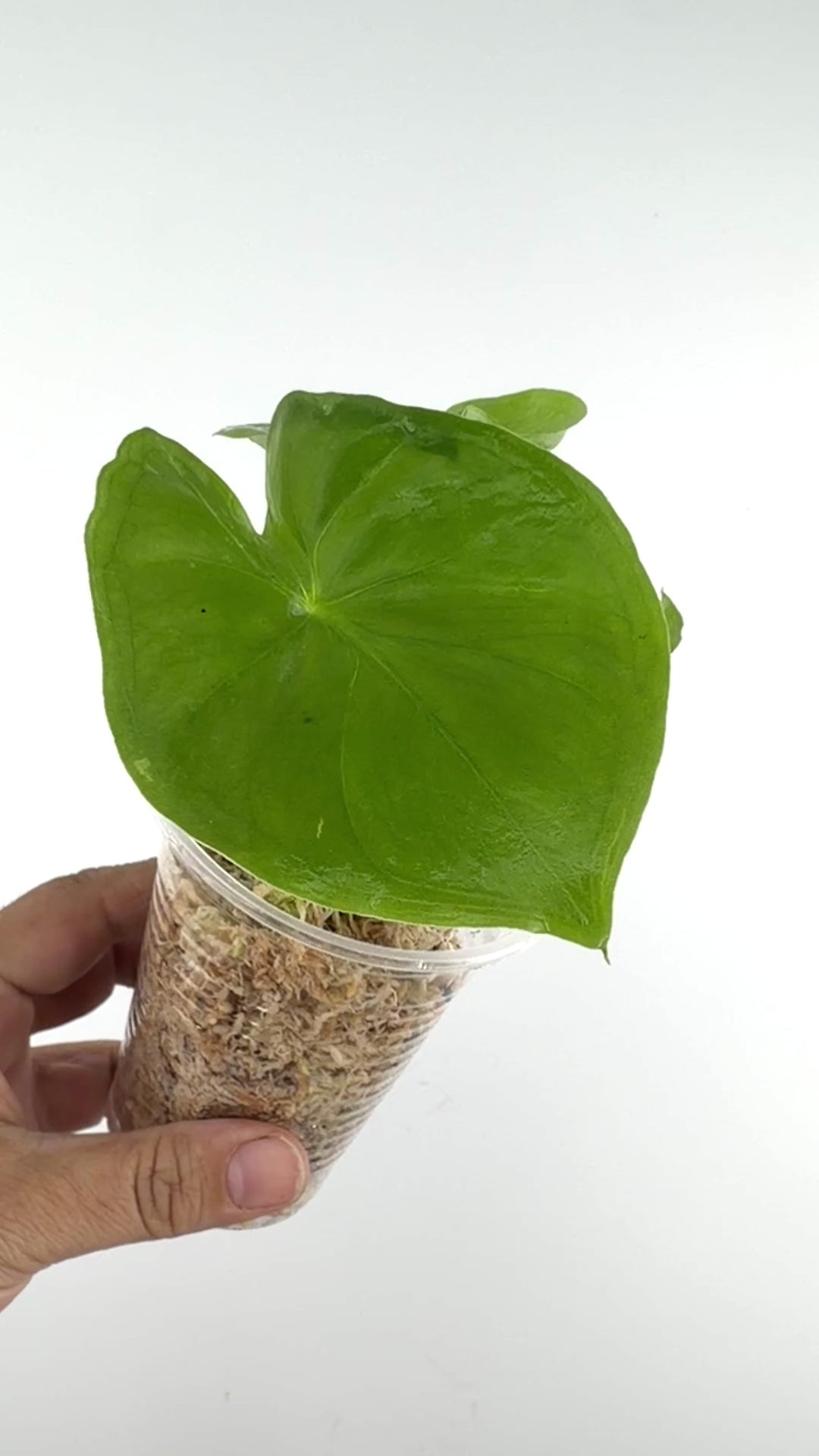 Alocasia Hypoleuca Mahapatra