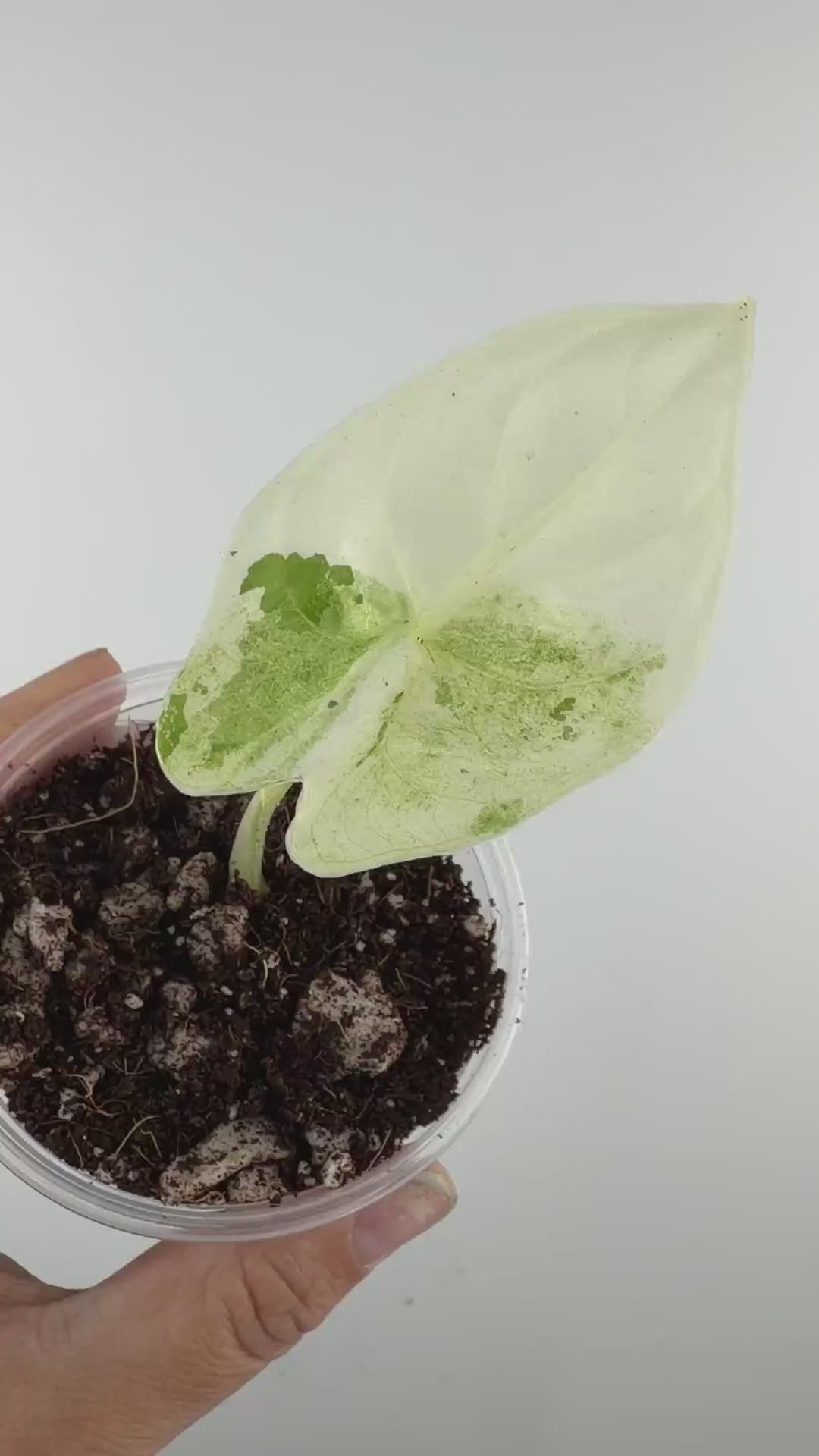 Alocasia Fornicata Mint Albo Tri-Color Pup Variegated