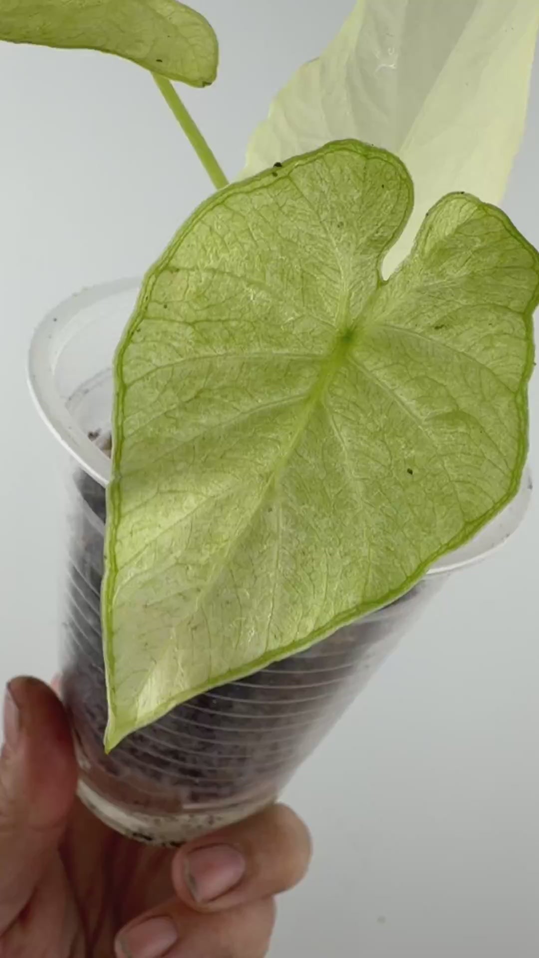 Alocasia Hala Bala Mint Variegated