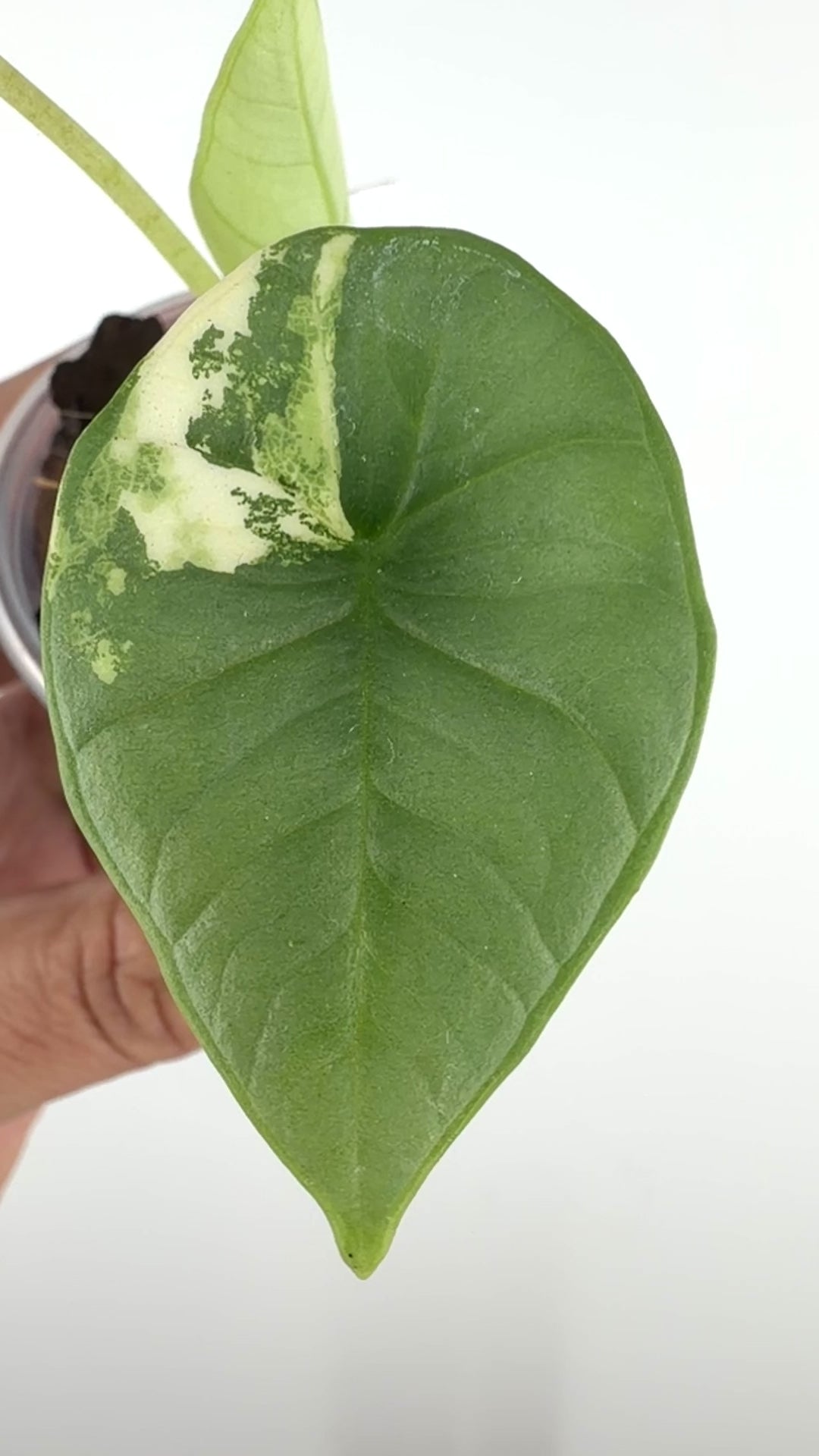 Alocasia Platinum Bisma Albo Variegated