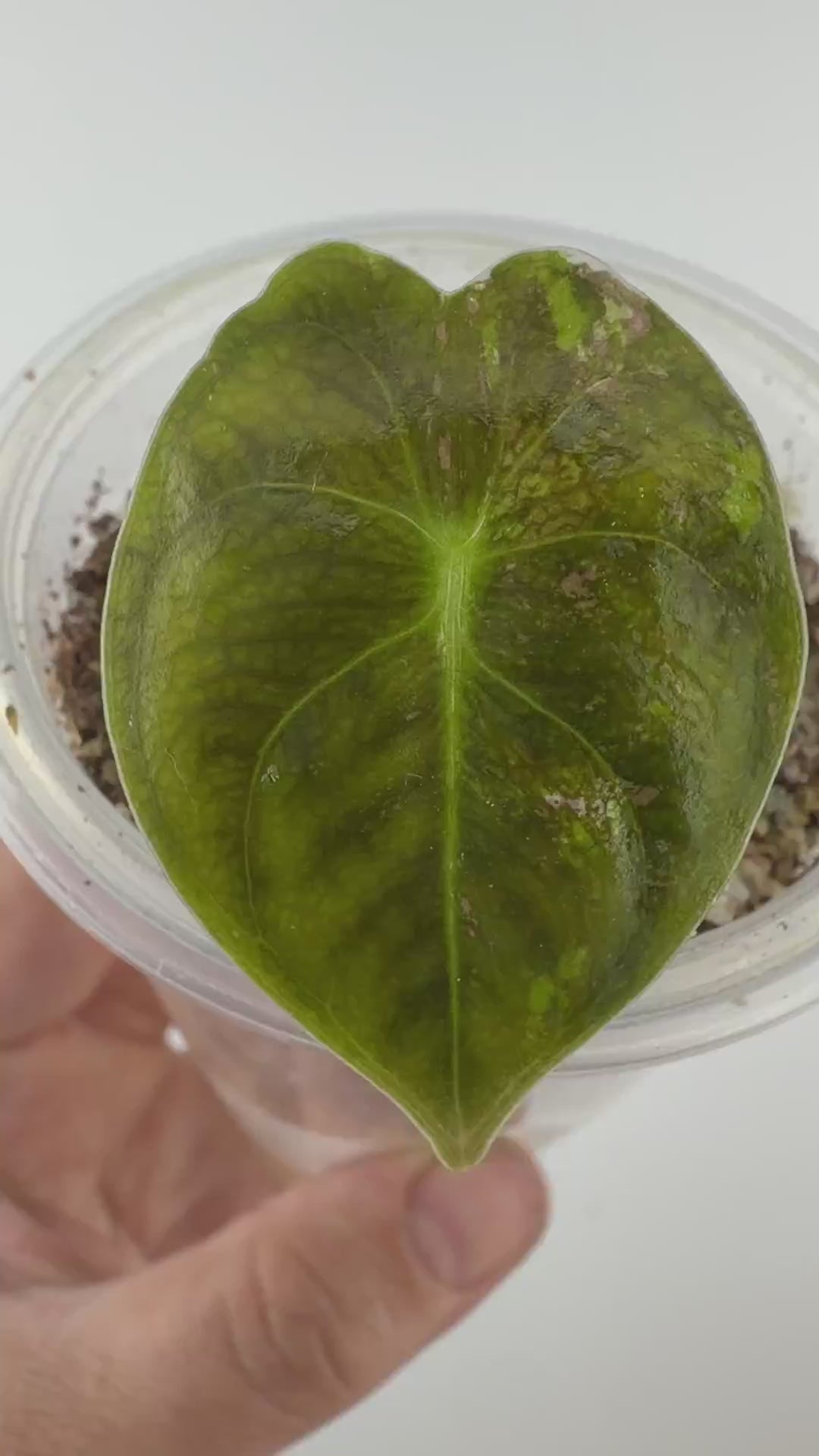 Alocasia Golden Bone Pink Variegated Pup
