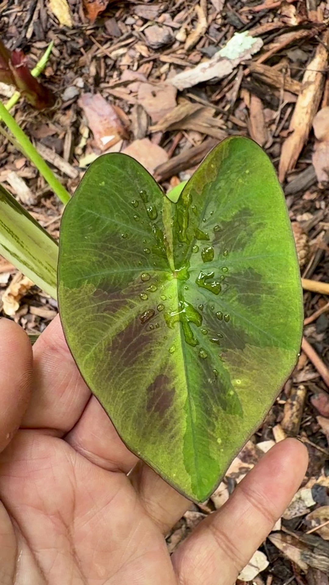 Colocasia Mary The Night Pup