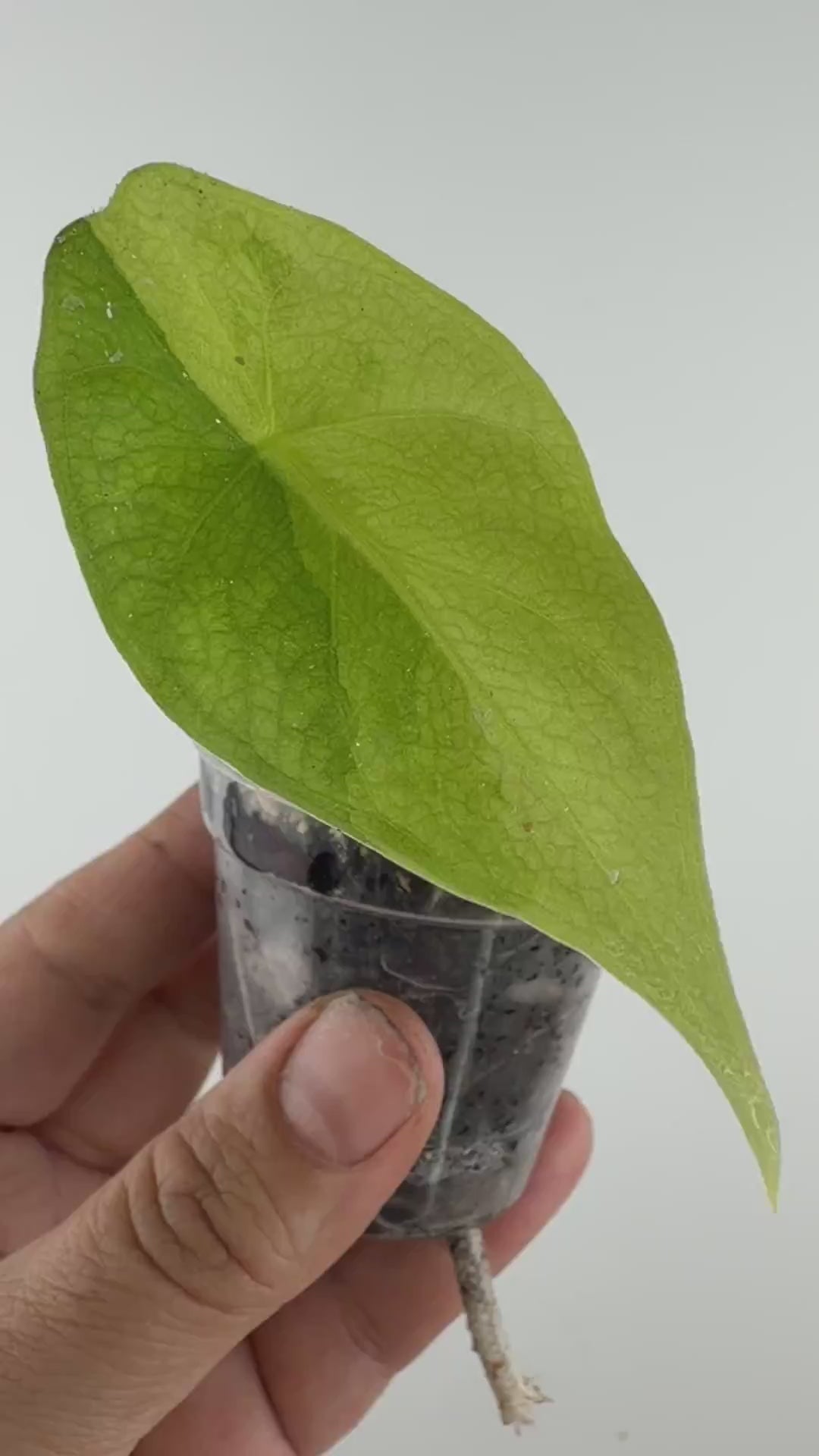 Video of Alocasia Blush Shatter Hybrid Variegated, exact plant for sale