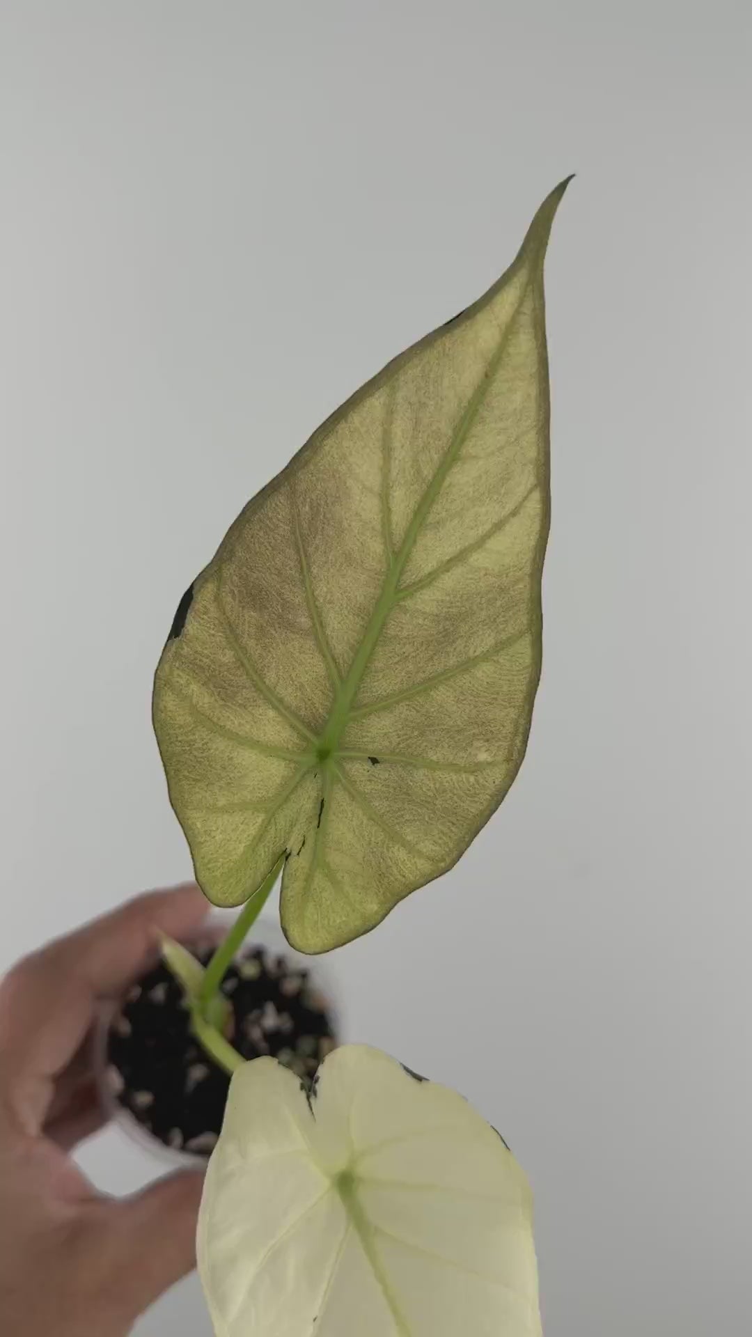 Alocasia Regal Shield Chartreuse Pup Variegated