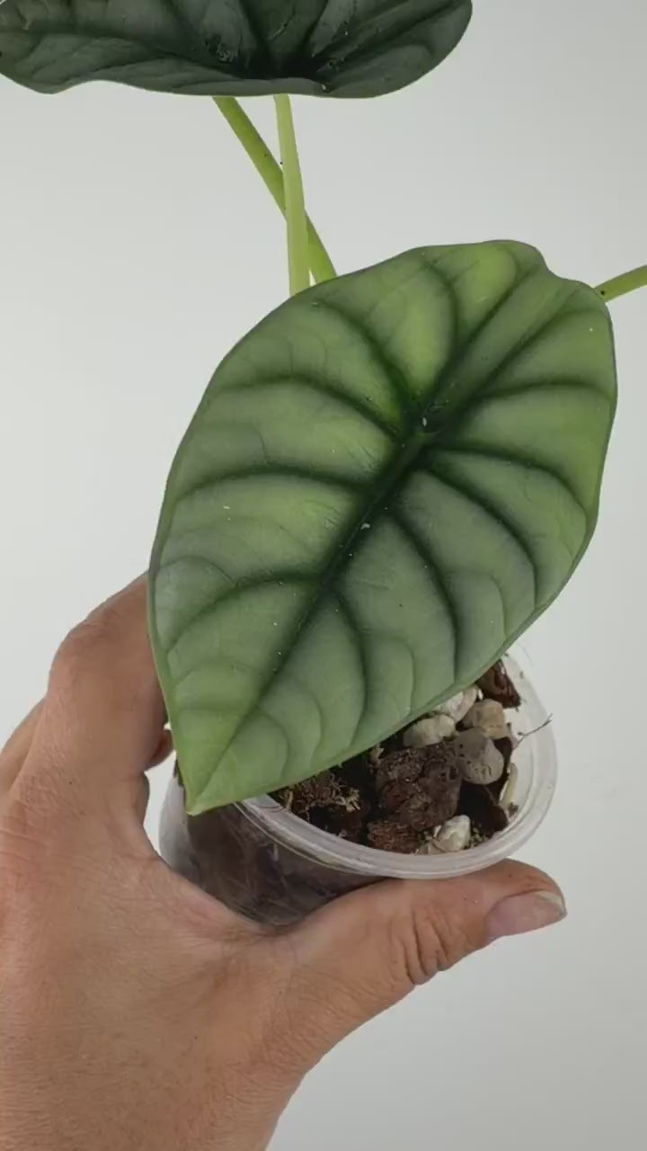 Alocasia White Dragon Hybrid (Silver Dragon X Nebula)