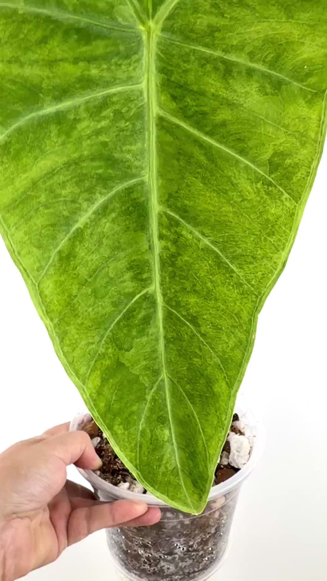 Video of the exact Alocasia Longiloba Sp. No ID Green on Green/Aurea Variegated mother plant
