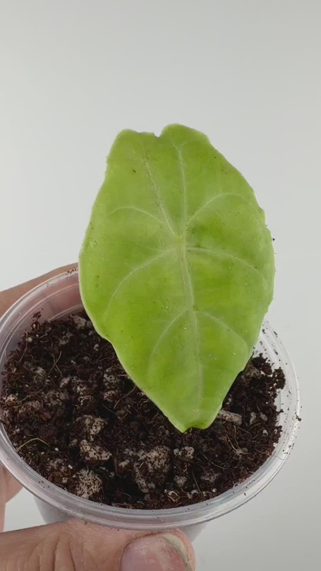 Alocasia Watsoniana Silver Round Form Pup