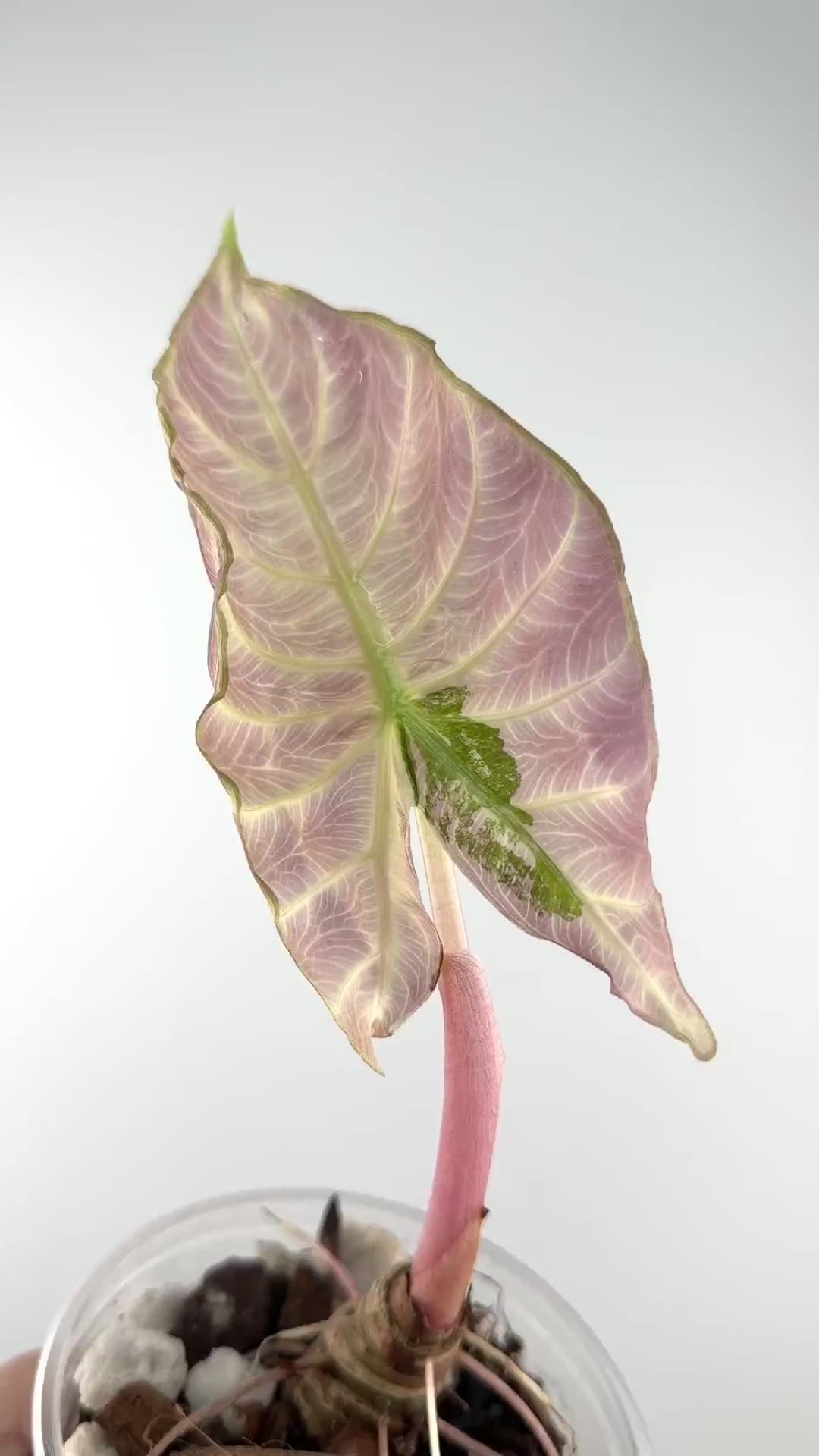 Alocasia Pink Dragon Albo Variegated