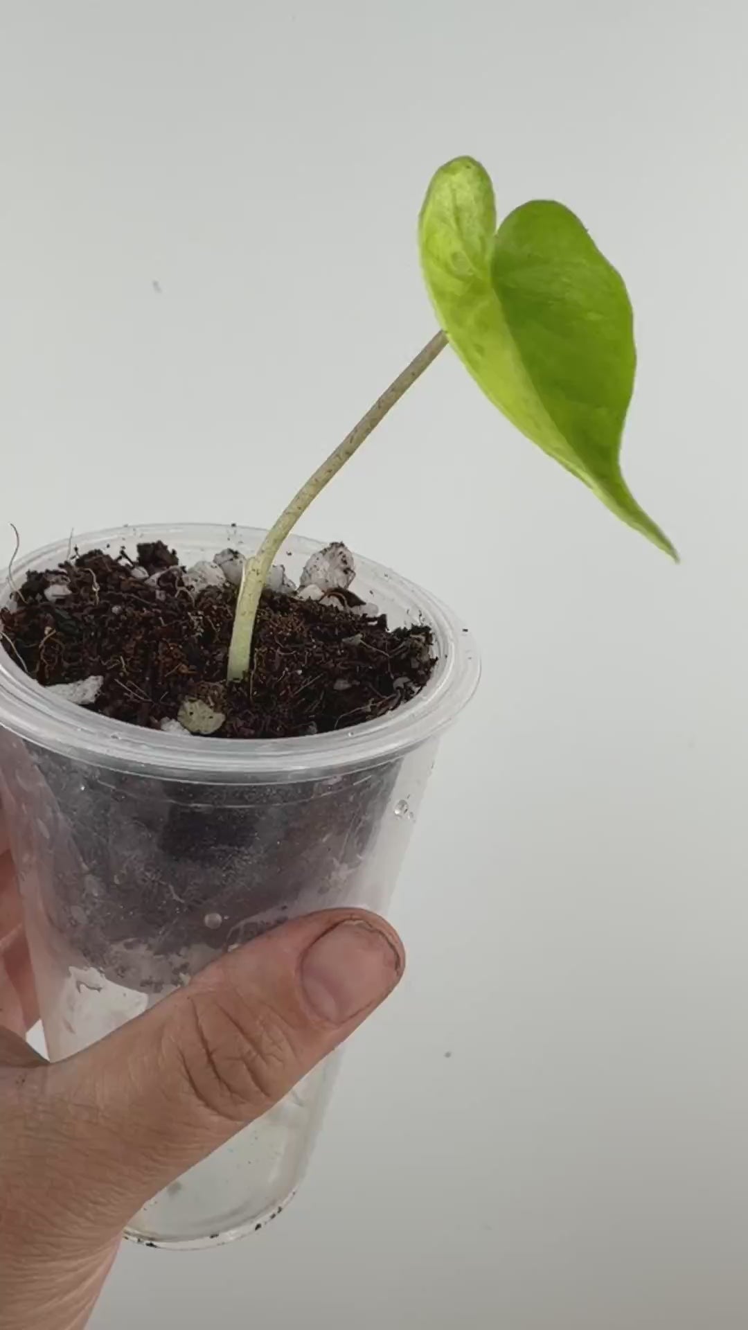 Alocasia Shock Treatment Aurea Variegated #1