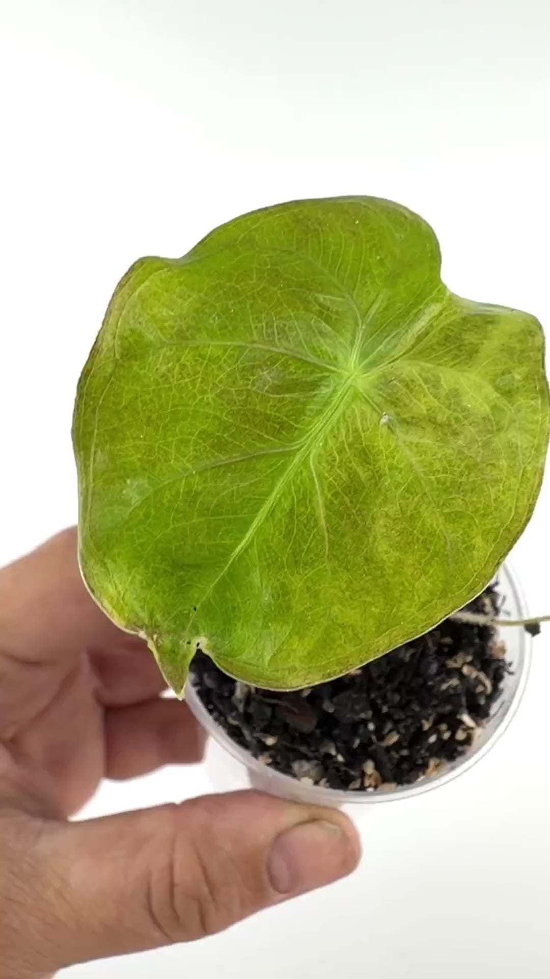Video of the exact Alocasia Buttercup Hybrid Variegated