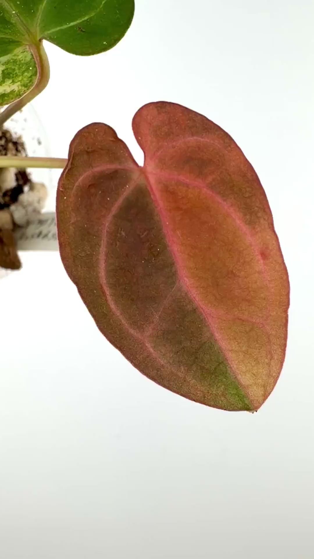 Video of the exact Anthurium (Papi X Crys) X (Papi X Skg Silver) Variegated