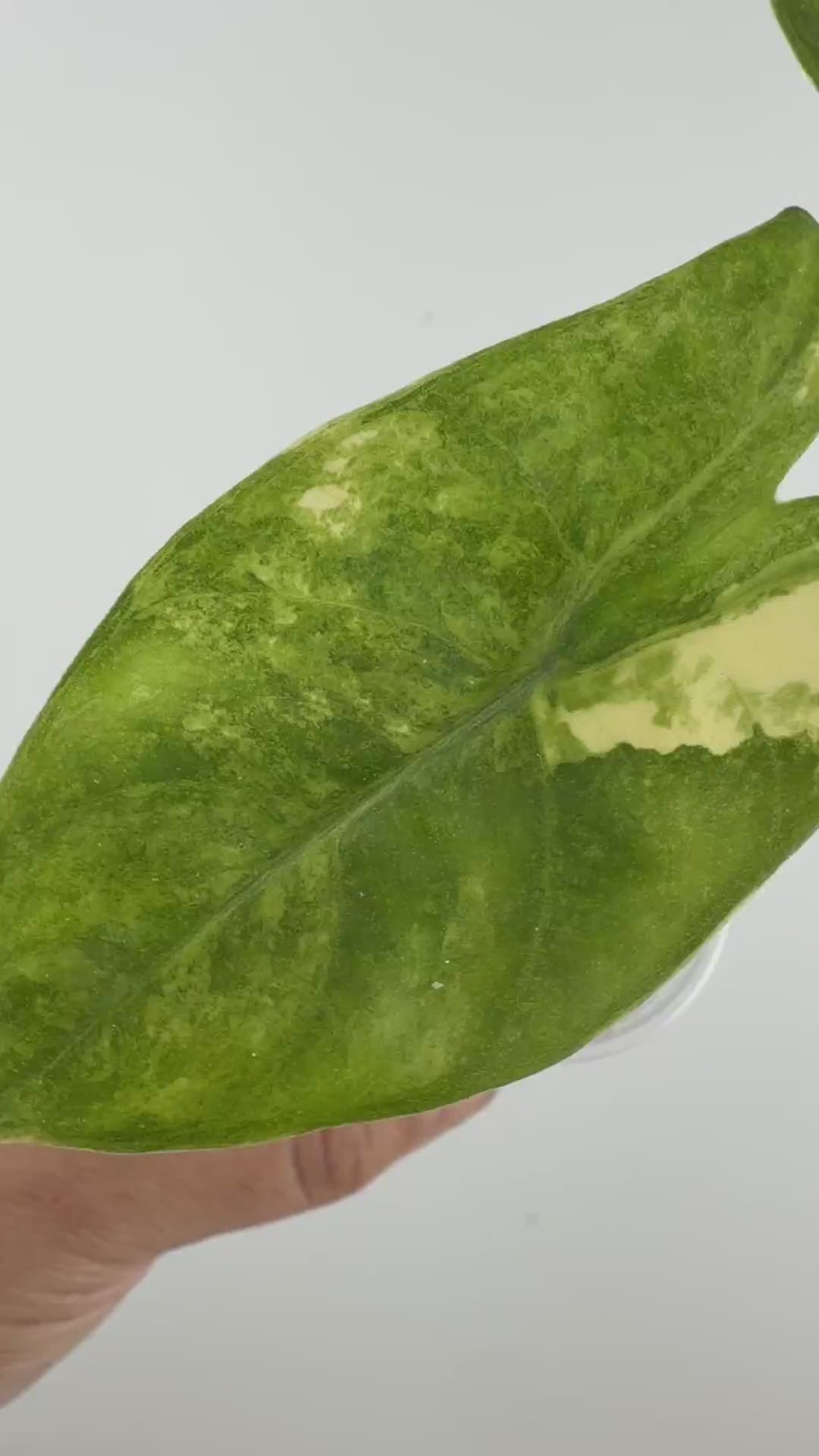 Alocasia Pink Dragon Bi-Color Variegated
