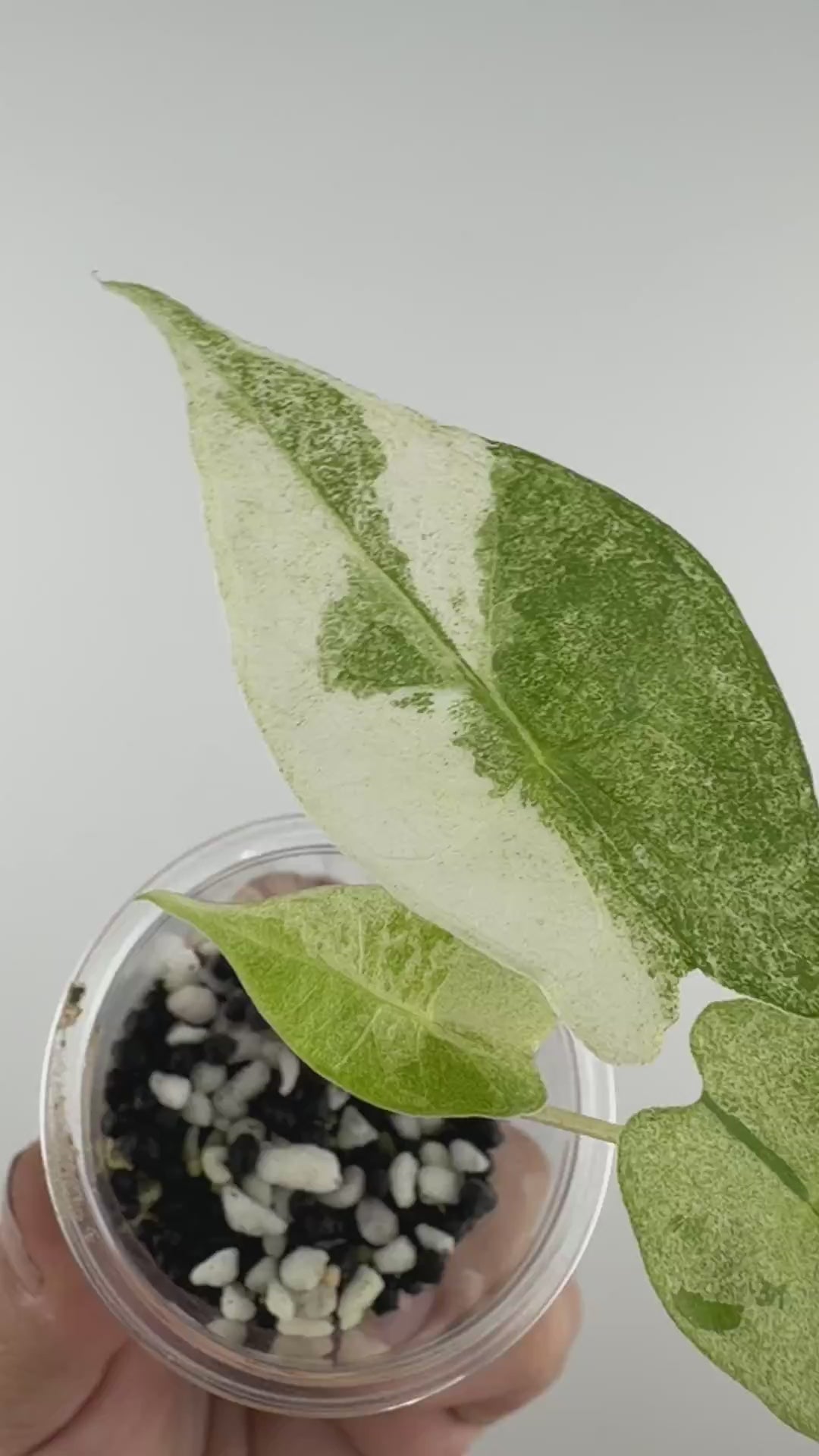 Alocasia Satun Starburst Variegated