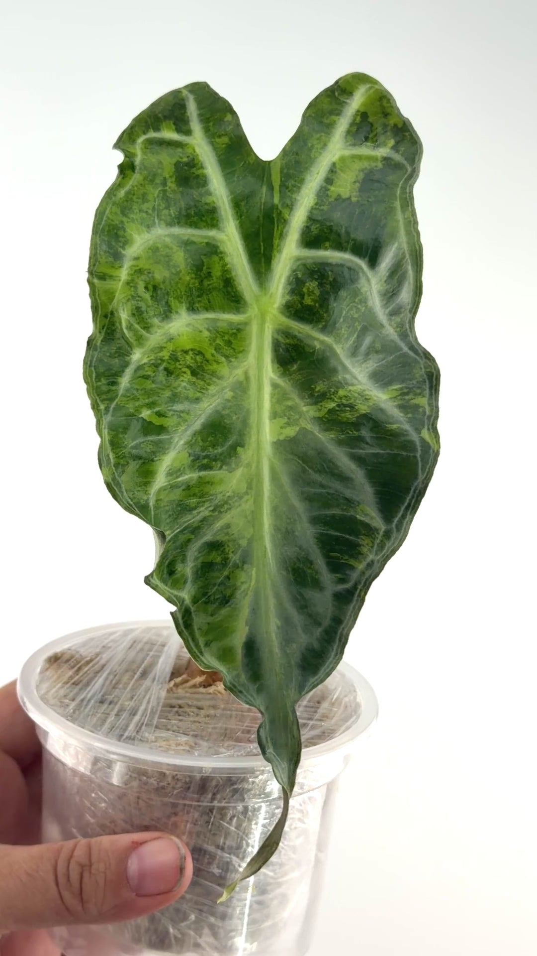 Alocasia Venom Aurea Variegated