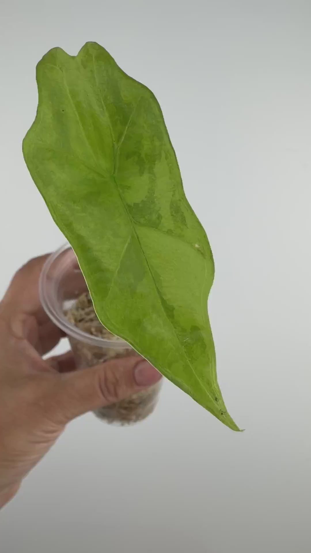 Alocasia Batwing Aurea Variegated