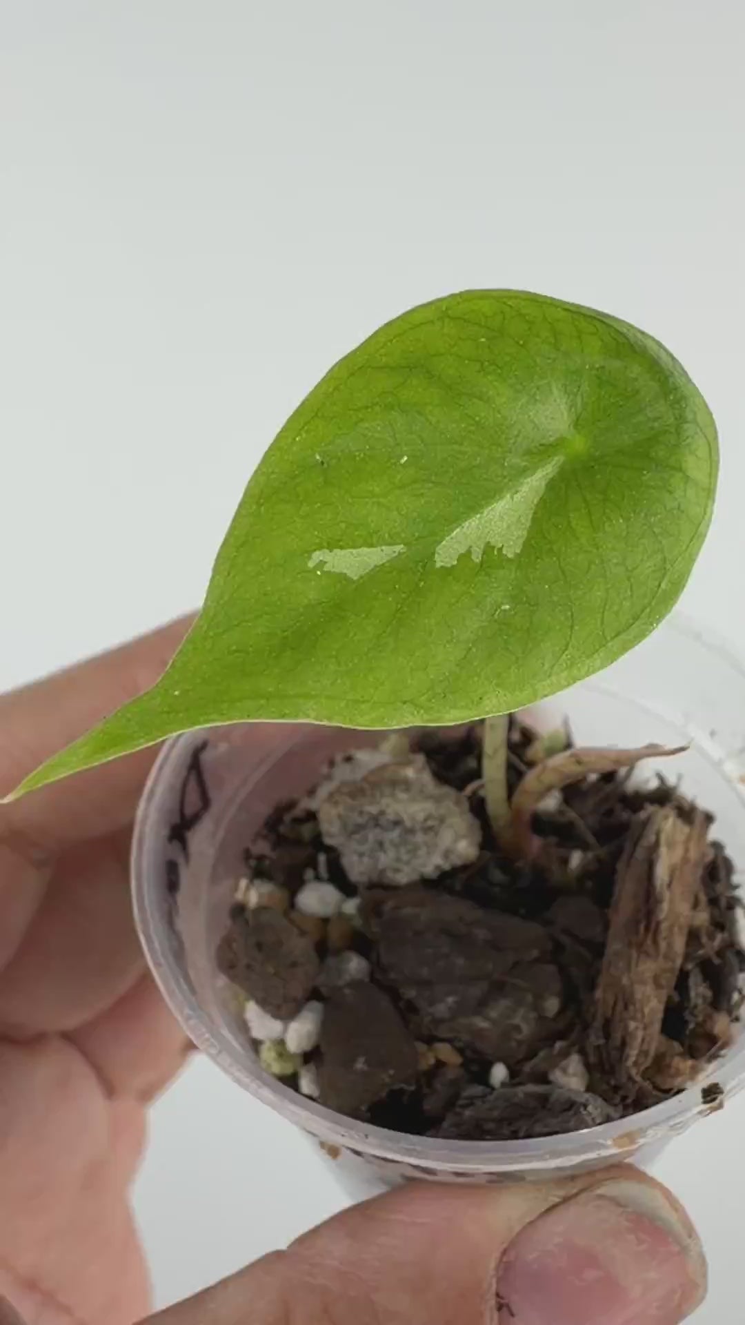 Alocasia Dragon Glass Hybrid (Shattered Glass X Pink Dragon) Variegated