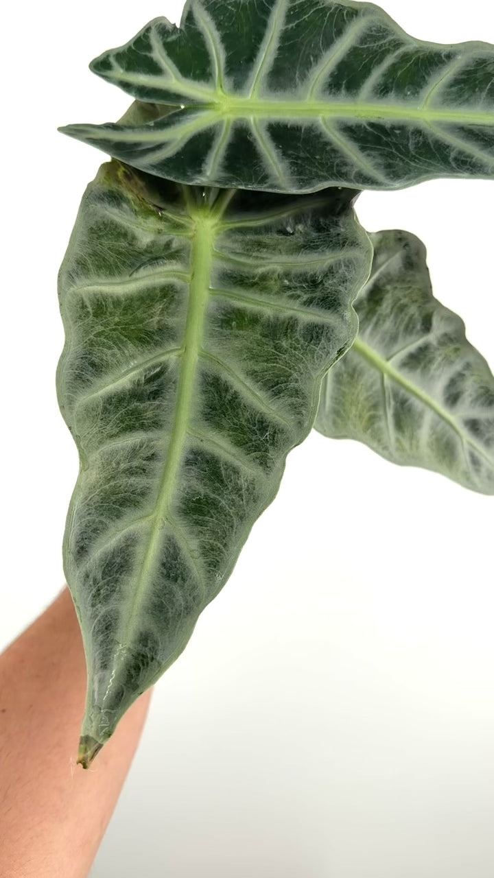 Alocasia Parasol Silver Variegated Mother Plant