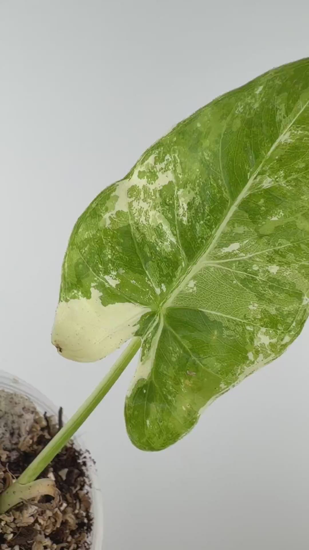 Video of the exact Alocasia Macrorrhiza Albo Variegated