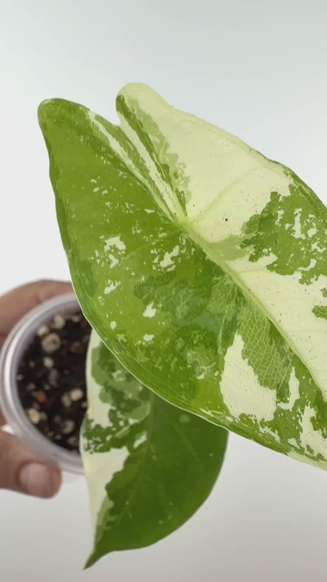 Alocasia Longiloba Pink Back Albo Variegated #1