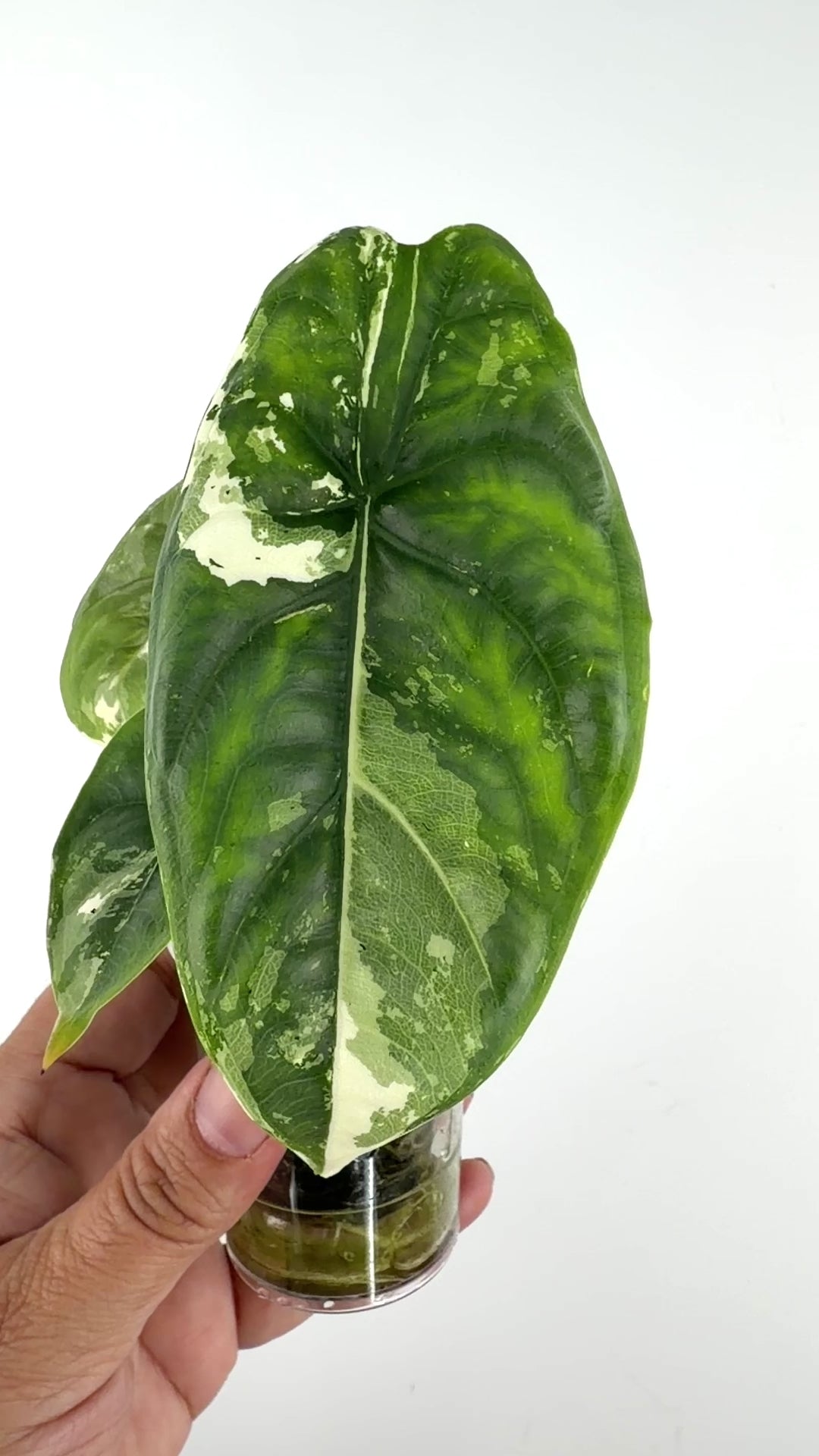 Alocasia Puncak Albo Variegated