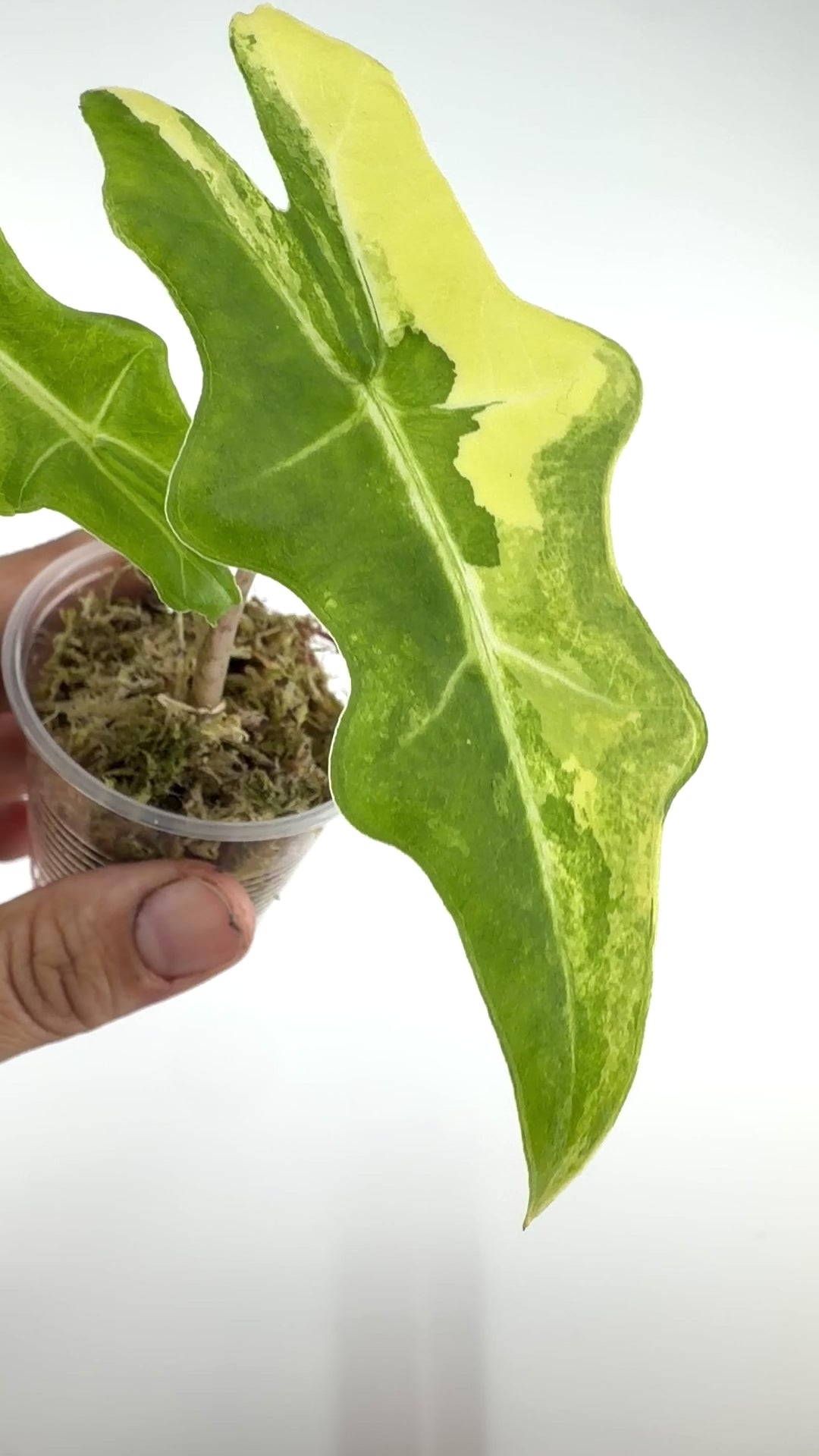Alocasia Portei Aurea Variegated