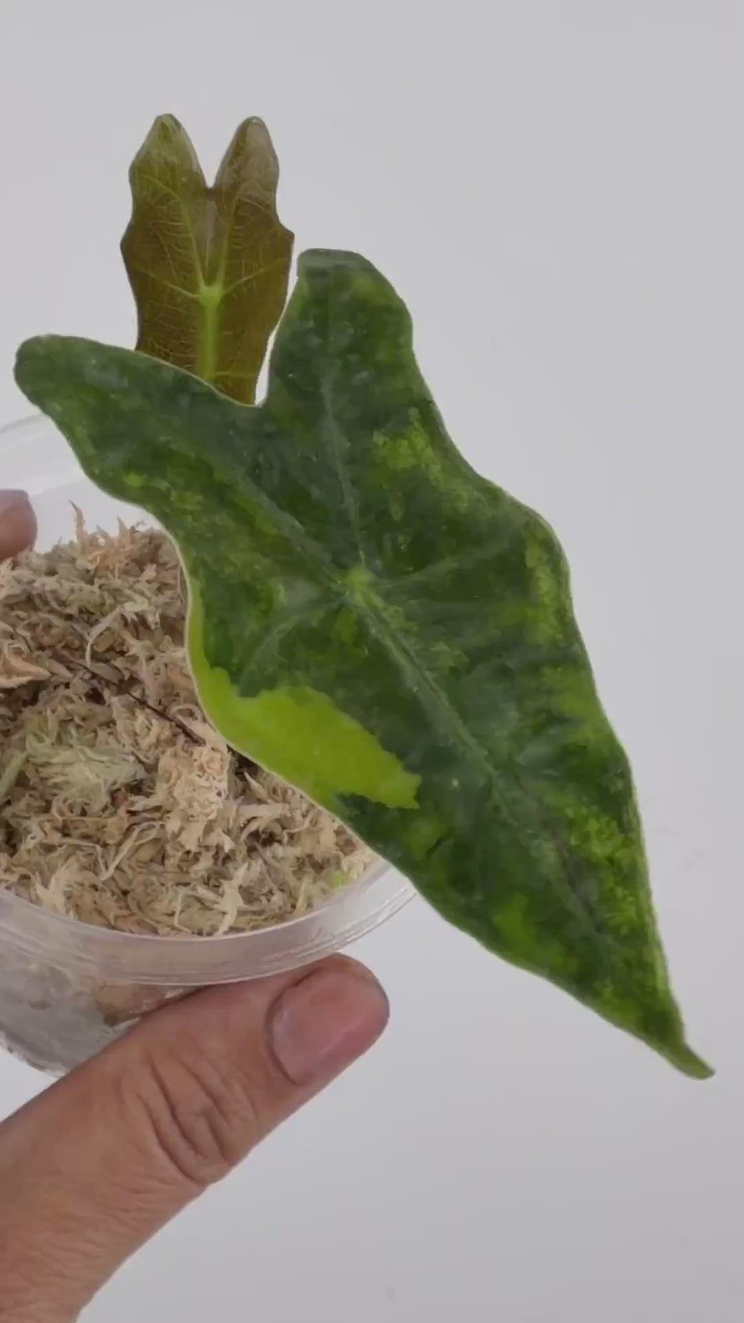 Alocasia Nobilis Aurea Variegated