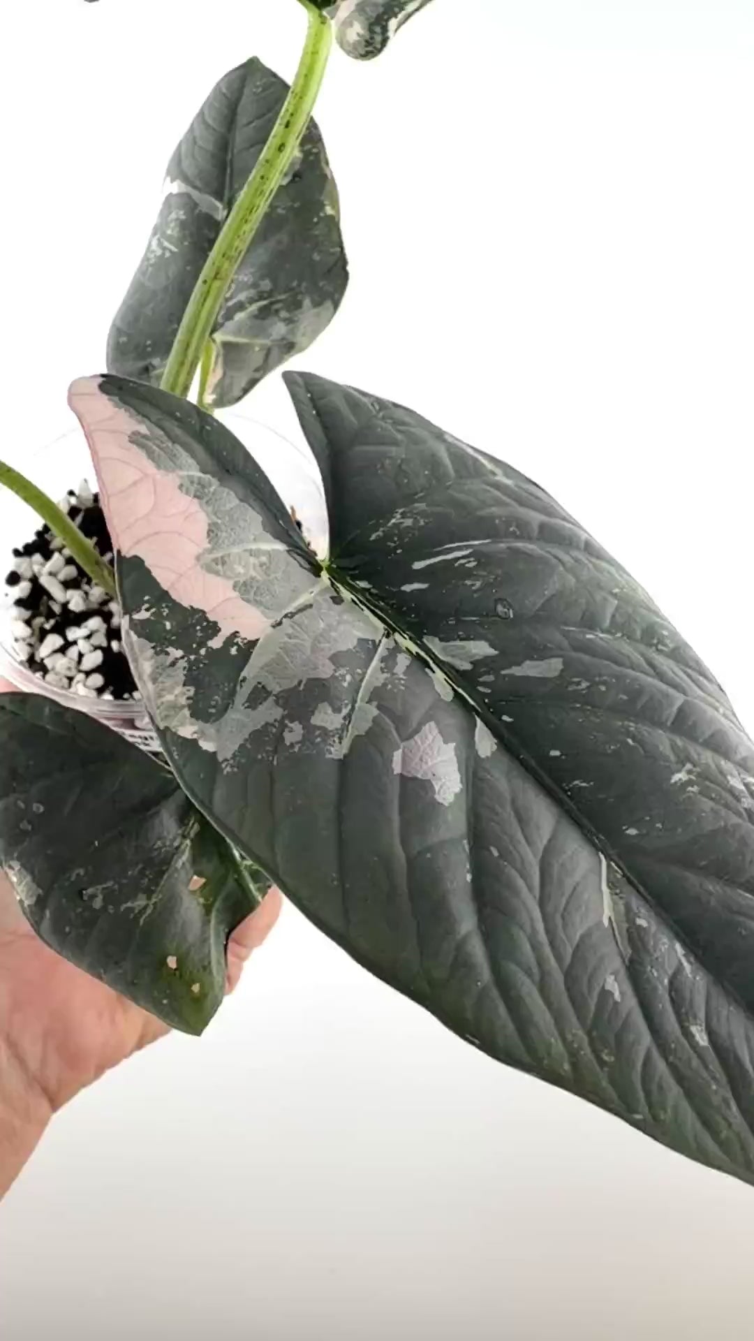 Video of the exact Alocasia Reginae Pink Albo Variegated mother plant