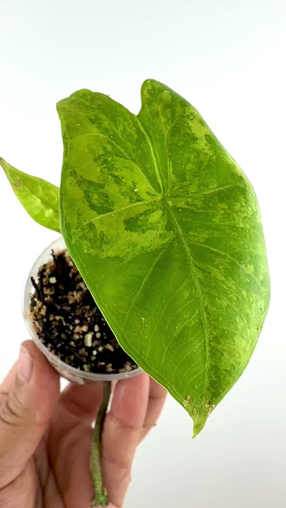 Alocasia Princeps Aurea Variegated video