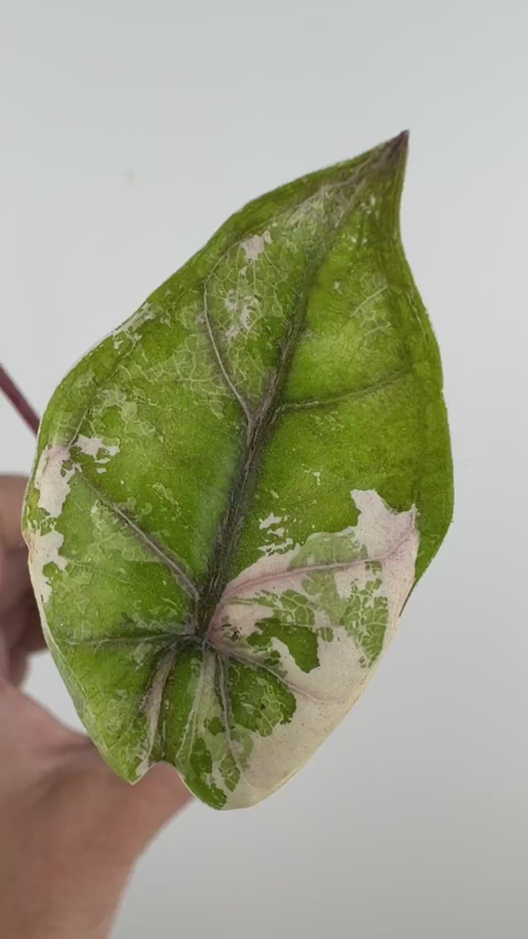Alocasia Pink Plumbea Variegated