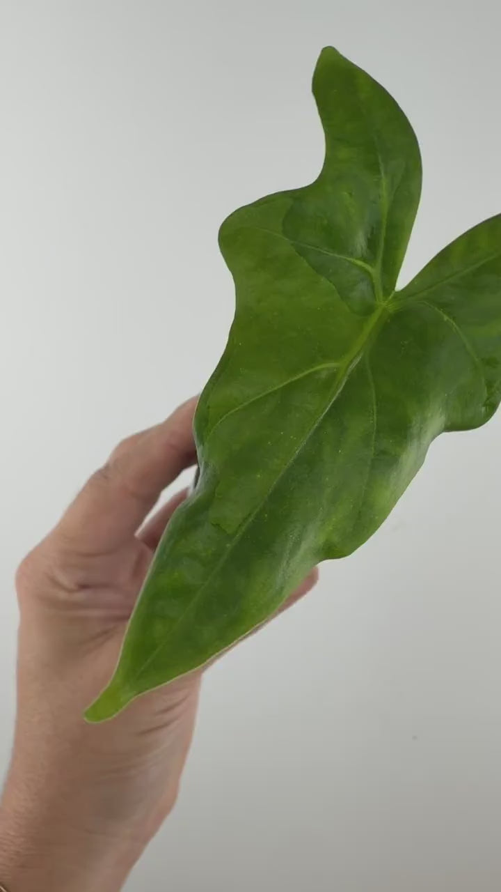 Video of the Alocasia Batwing Aurea Variegated