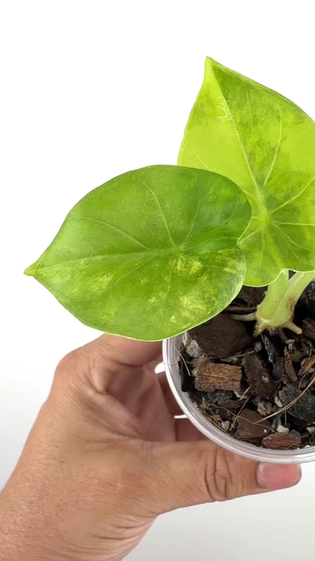 Alocasia Golden Wind Hybrid (Cucullata X Gageana) Aurea Variegated
