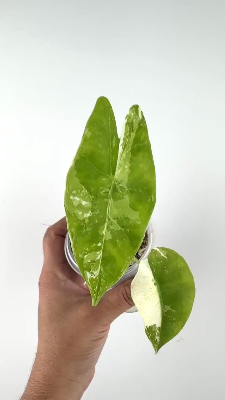 Video of Alocasia Longiloba Pink Back Albo Variegated #3