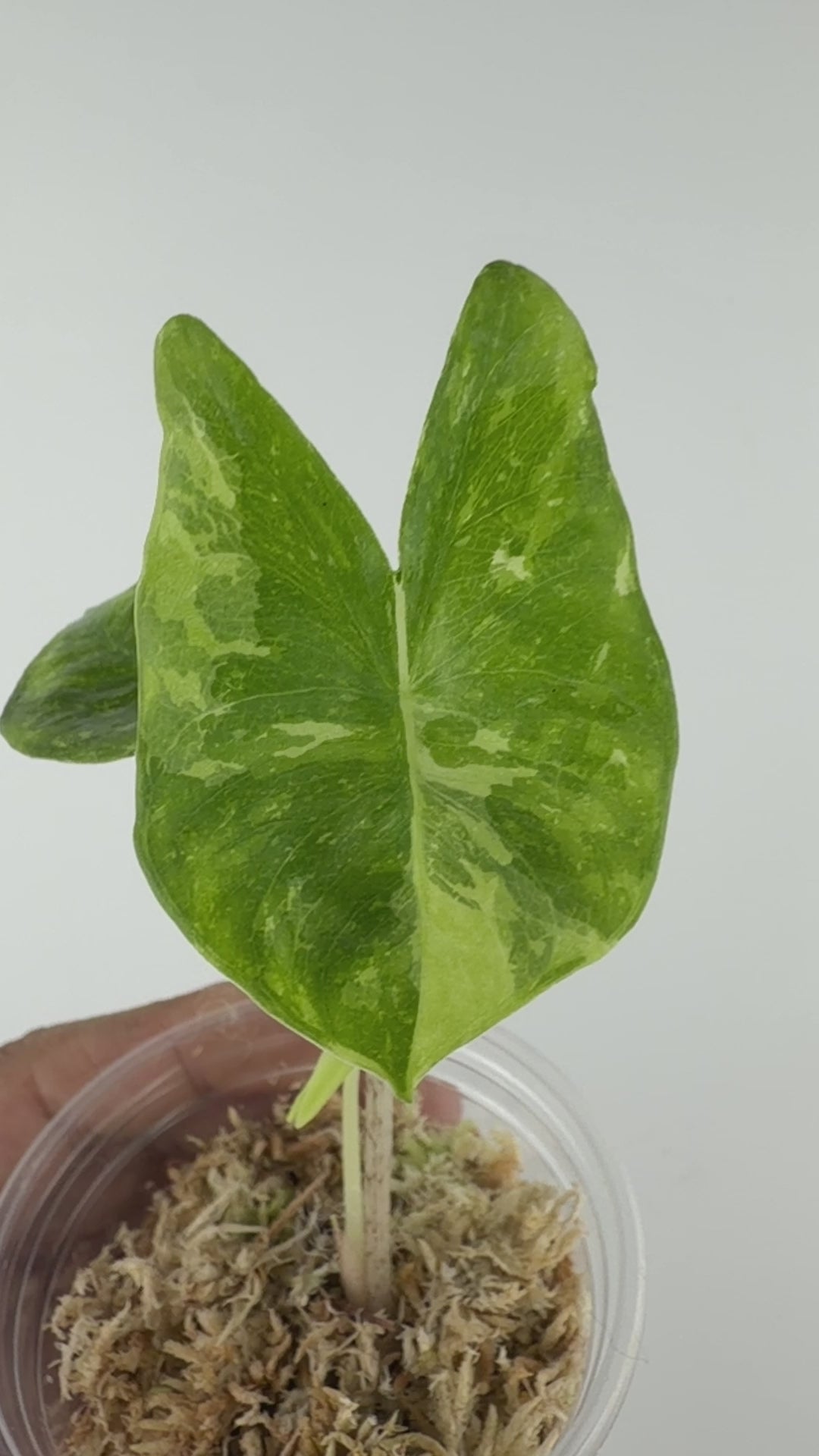 Alocasia Longiloba Cream Galaxy Variegated