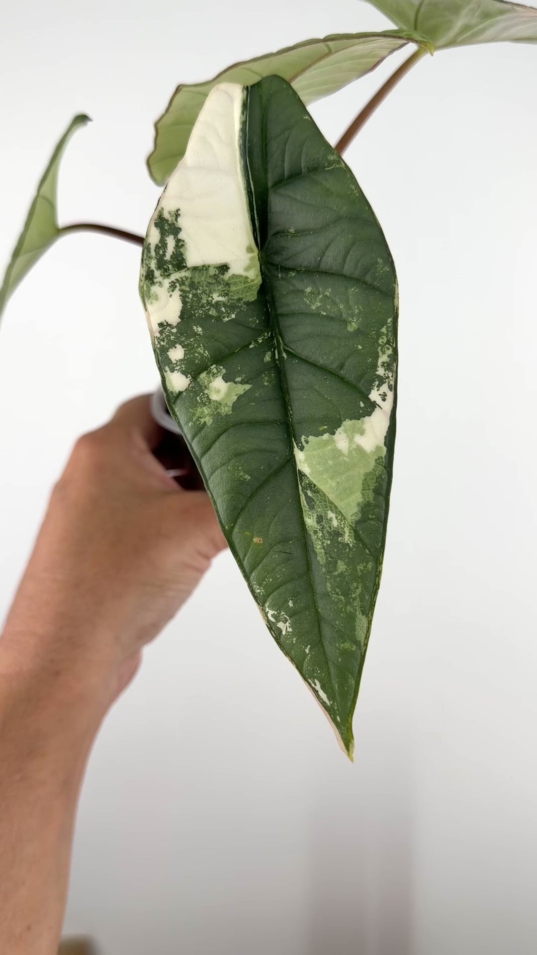 Alocasia Platinum Bisma Albo Variegated