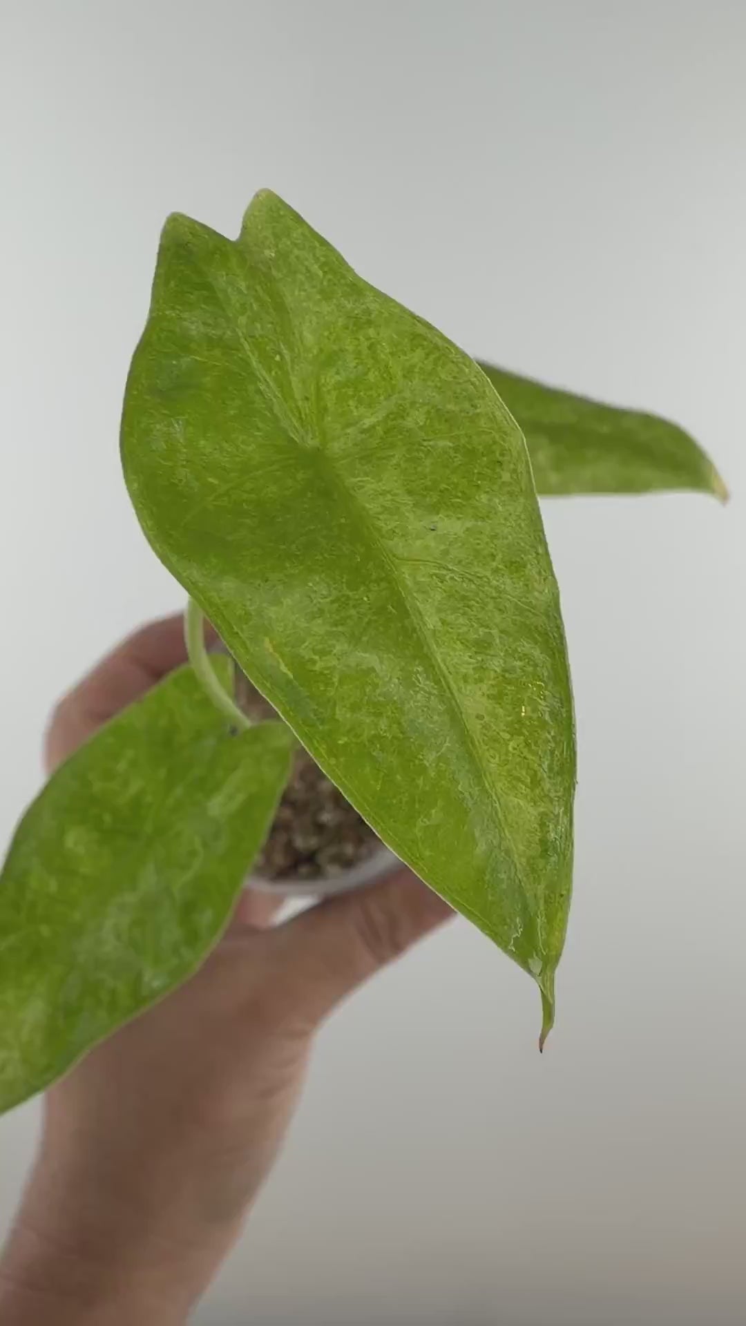 Alocasia Longiloba Green Lantern Pup Variegated