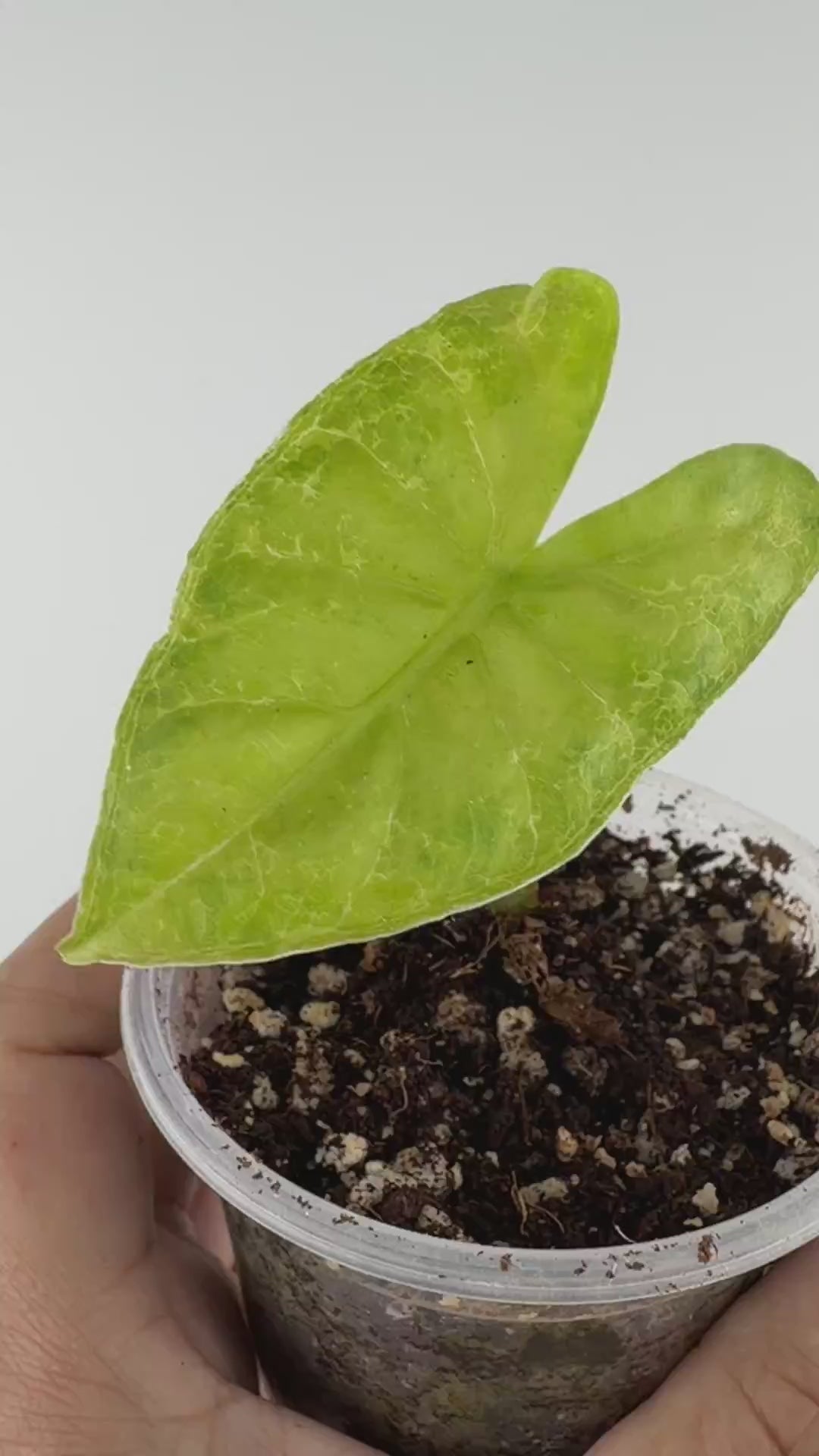 Alocasia T-Rex Mutation Pup Variegated — video of the exact pup