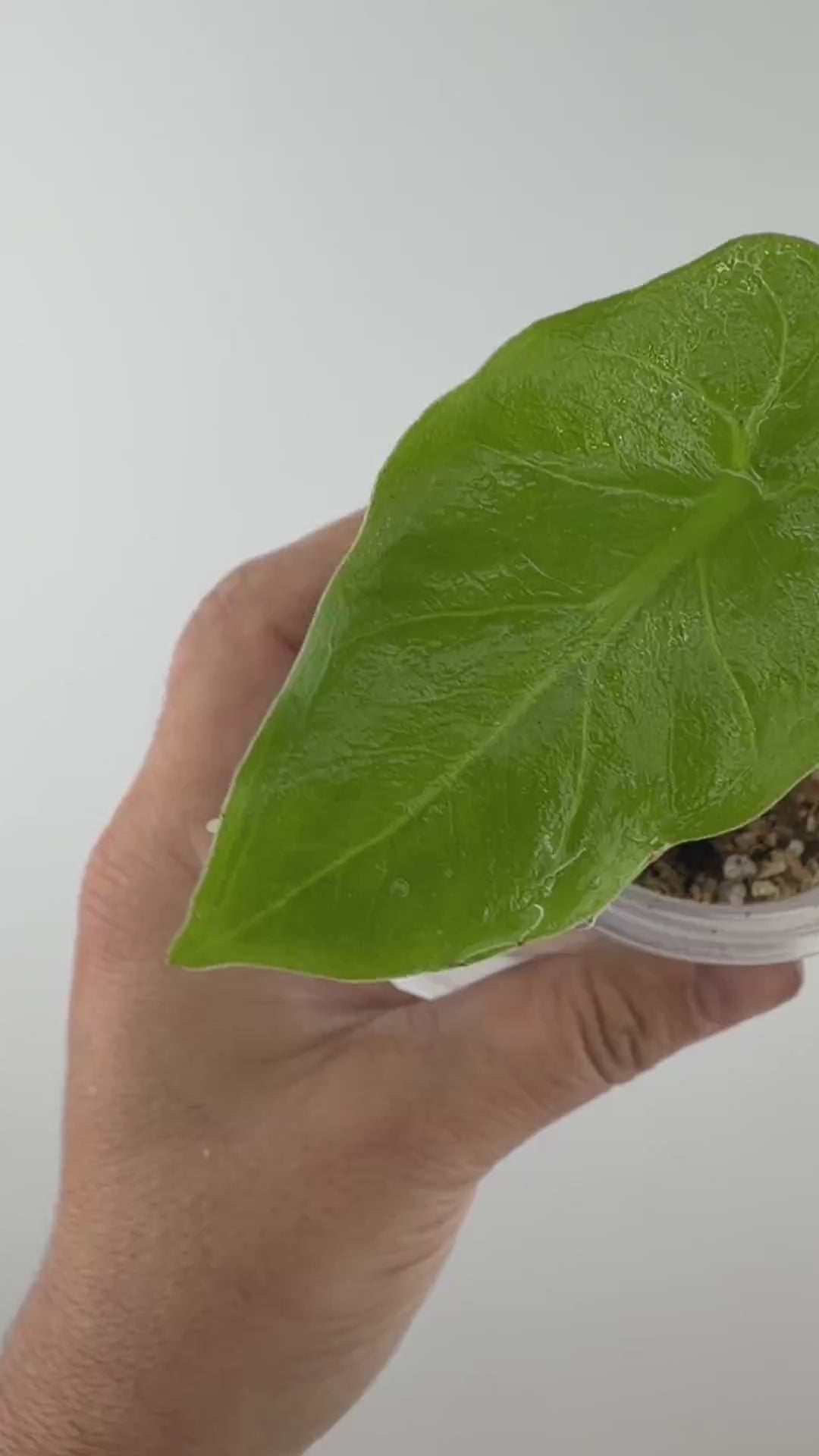 Alocasia Boa Mutation