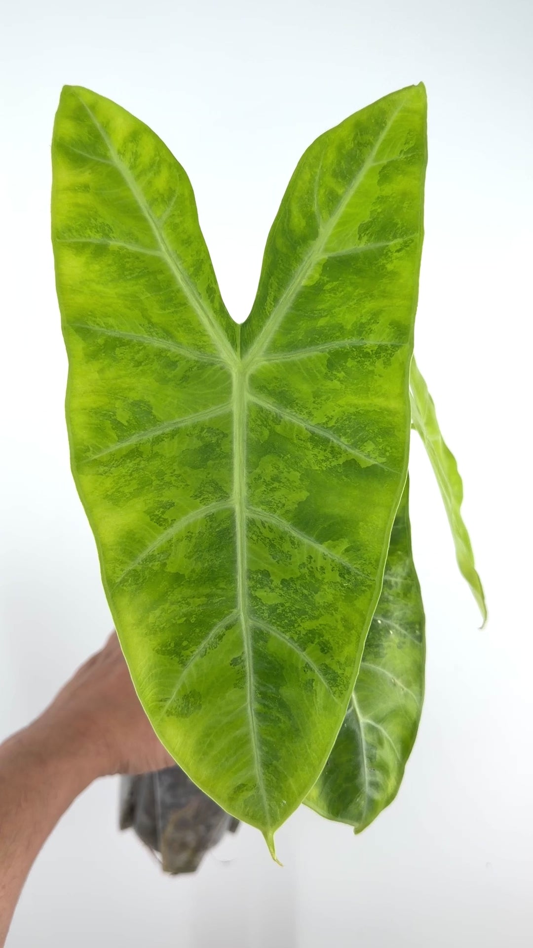 Alocasia Longiloba Green on Green Variegated Corming Mother Plant