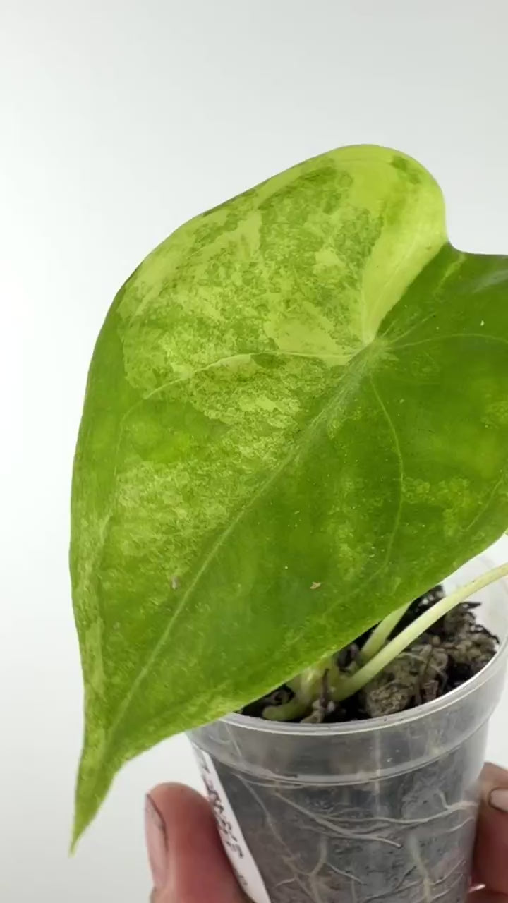 Video of the exact Alocasia Longiloba Aurea Variegated