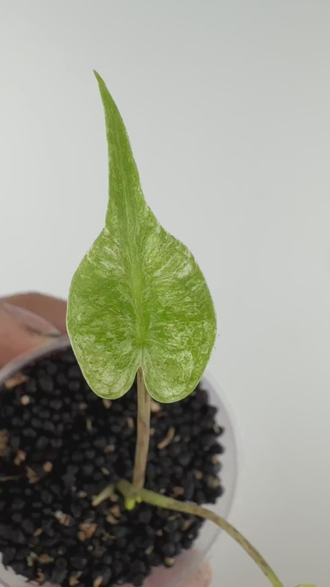 Alocasia Stingray Pink Mint Pup Variegated — video of the exact pup