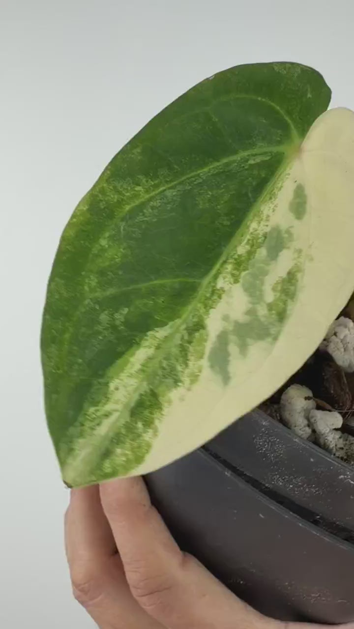 Anthurium Papi X Carla Variegated — video of the exact plant