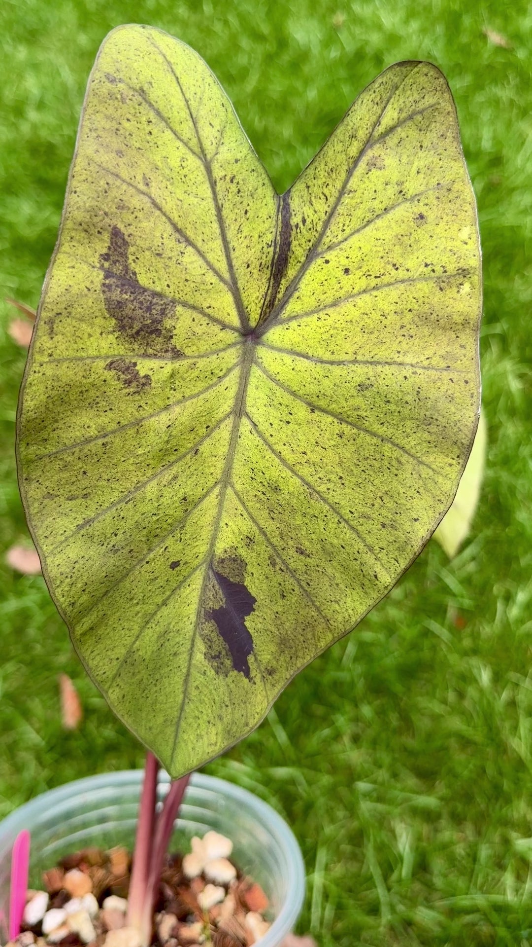 Colocasia Black Nape